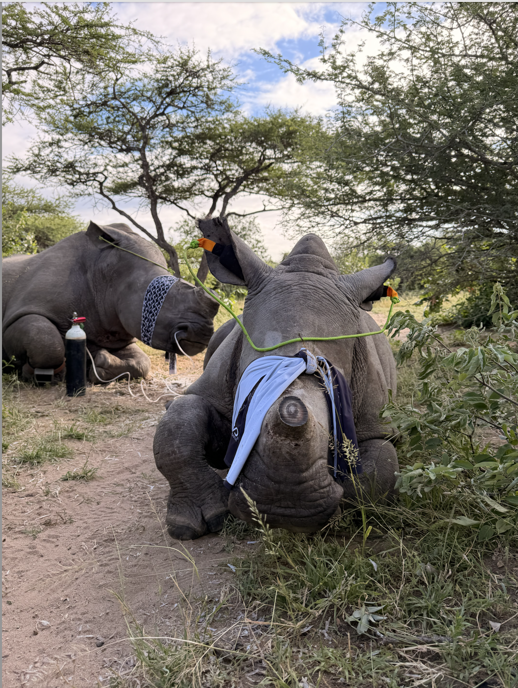 Deux rhinocéros dans la savane, équipés de dispositifs médicaux et de tissus, avec des arbres en arrière-plan, sous un ciel partiellement nuageux.