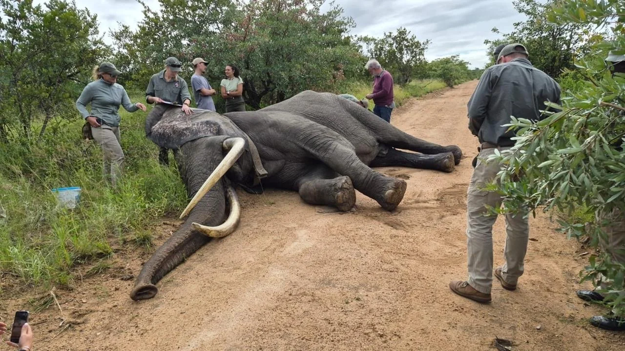 Un groupe de personnes autour d'un éléphant couché sur un chemin de terre dans la savane, probablement lors d'une activité de sauvetage ou d'observation en Afrique.