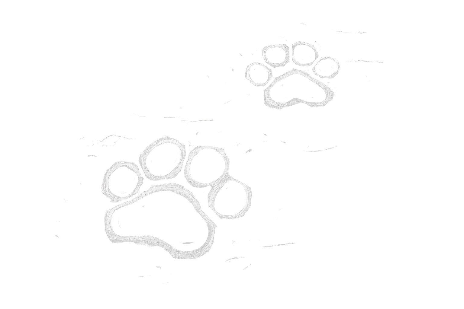 Empreintes de pattes de lion en blanc sur fond noir.