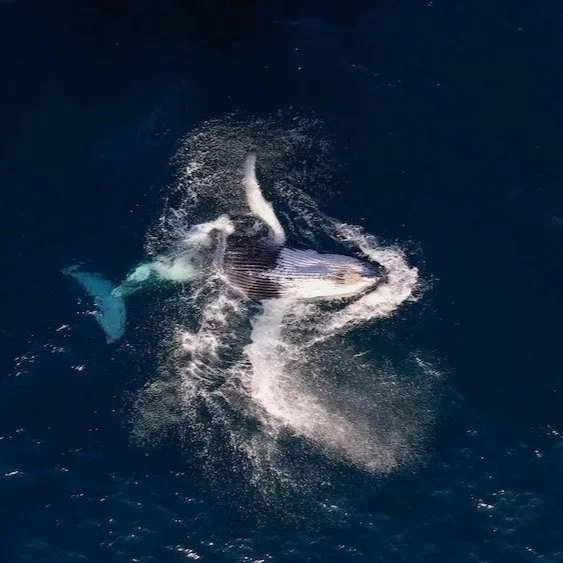 Une baleine qui nage en surface de l'océan, créant des éclaboussures d'eau.