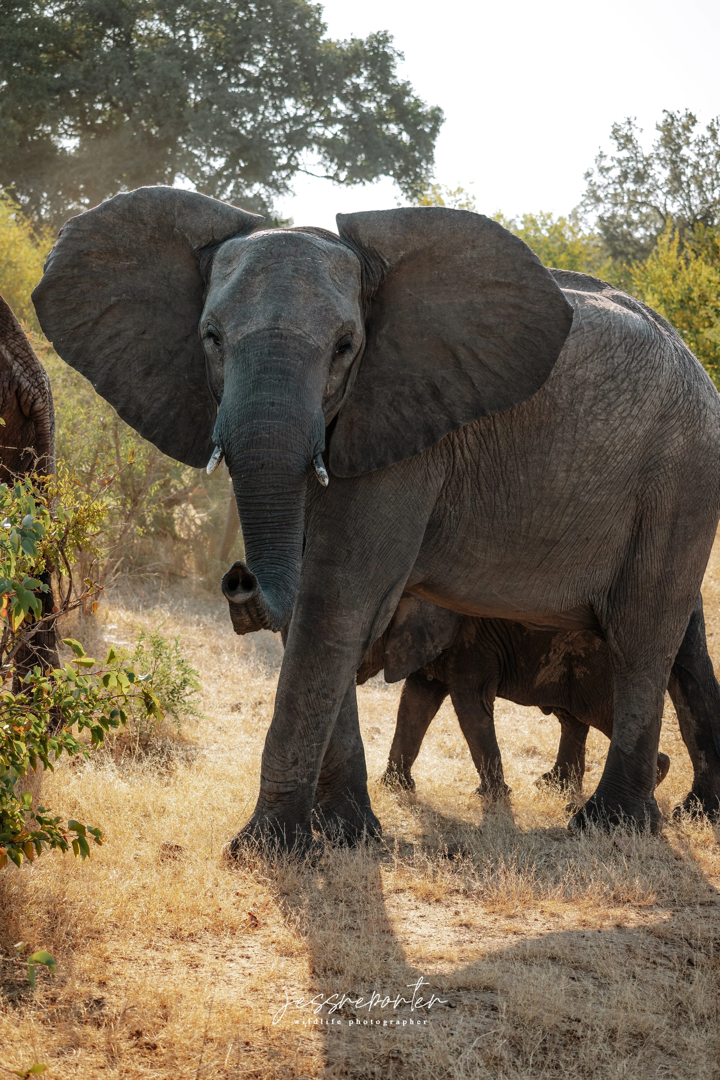 Un éléphant d'Afrique se dresse dans la savane avec des arbres en arrière-plan, sous un ciel clair.