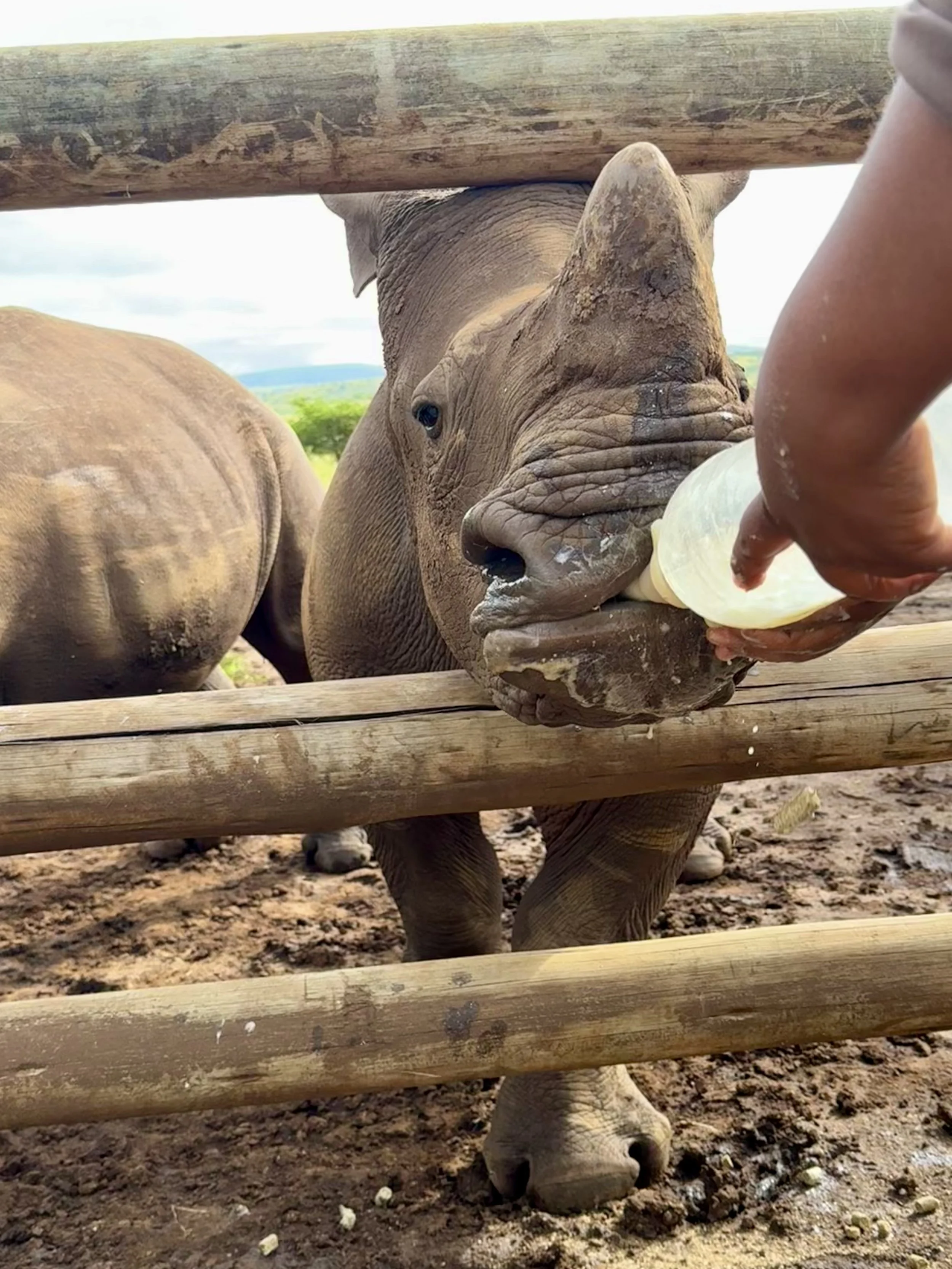 Un bébé rhinocéros en train de boire du lait avec une bouteille, vu à travers une barrière en bois, dans une région herbeuse.