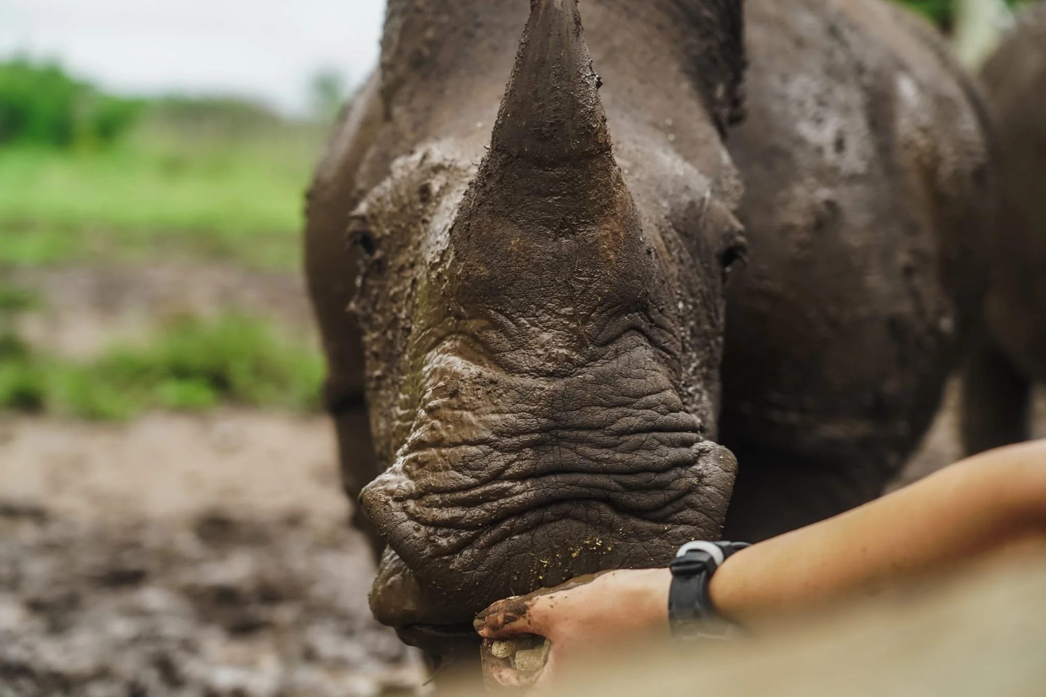 Gros plan d'une tête de rhinocéros en train de marcher. La photo est prise à hauteur du rhinocéros, mettant en évidence sa peau rugueuse et sa corne.
