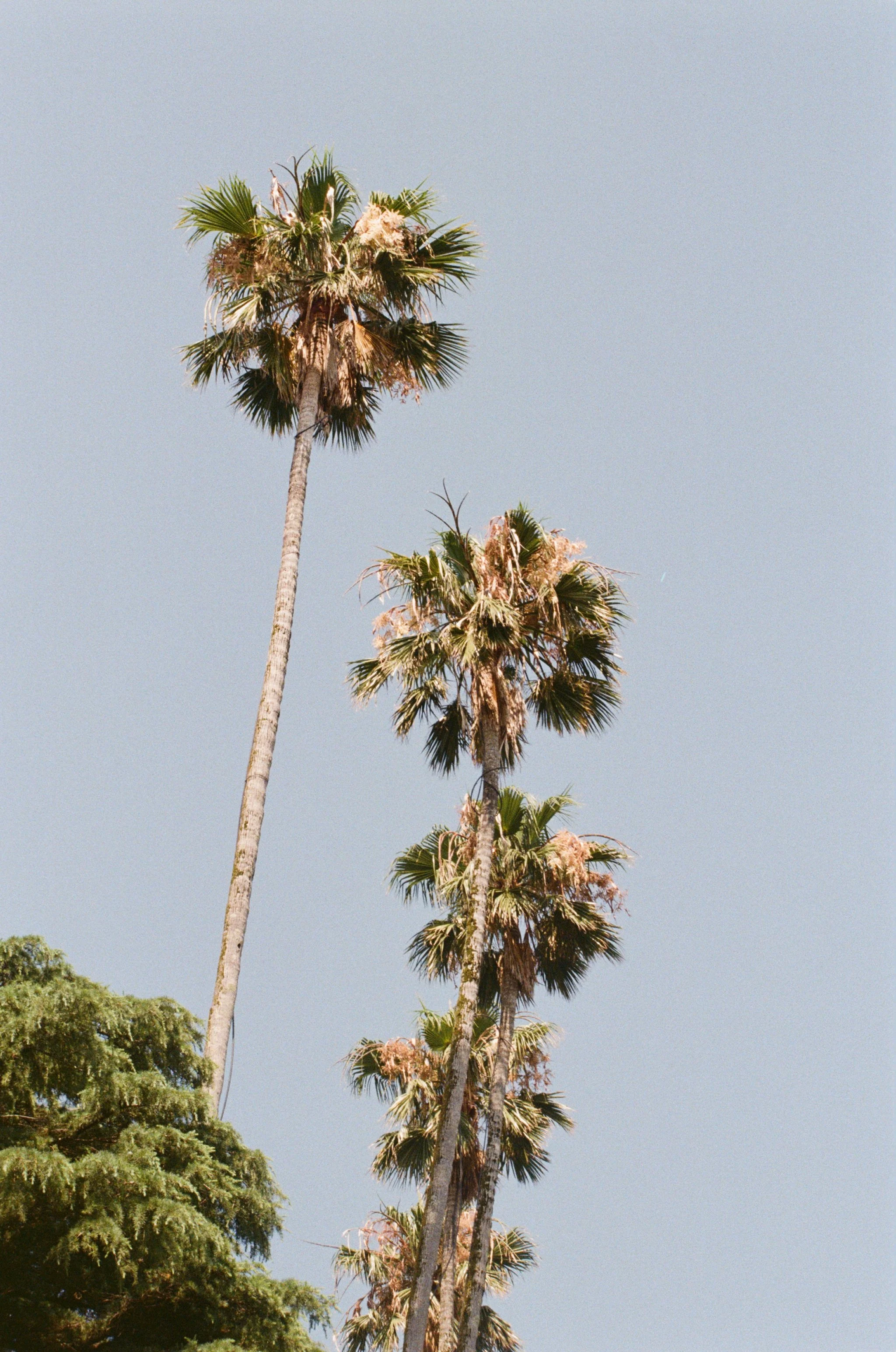 Three tall palm trees with green and brown fronds against a clear blue sky, with some other green trees at the bottom.