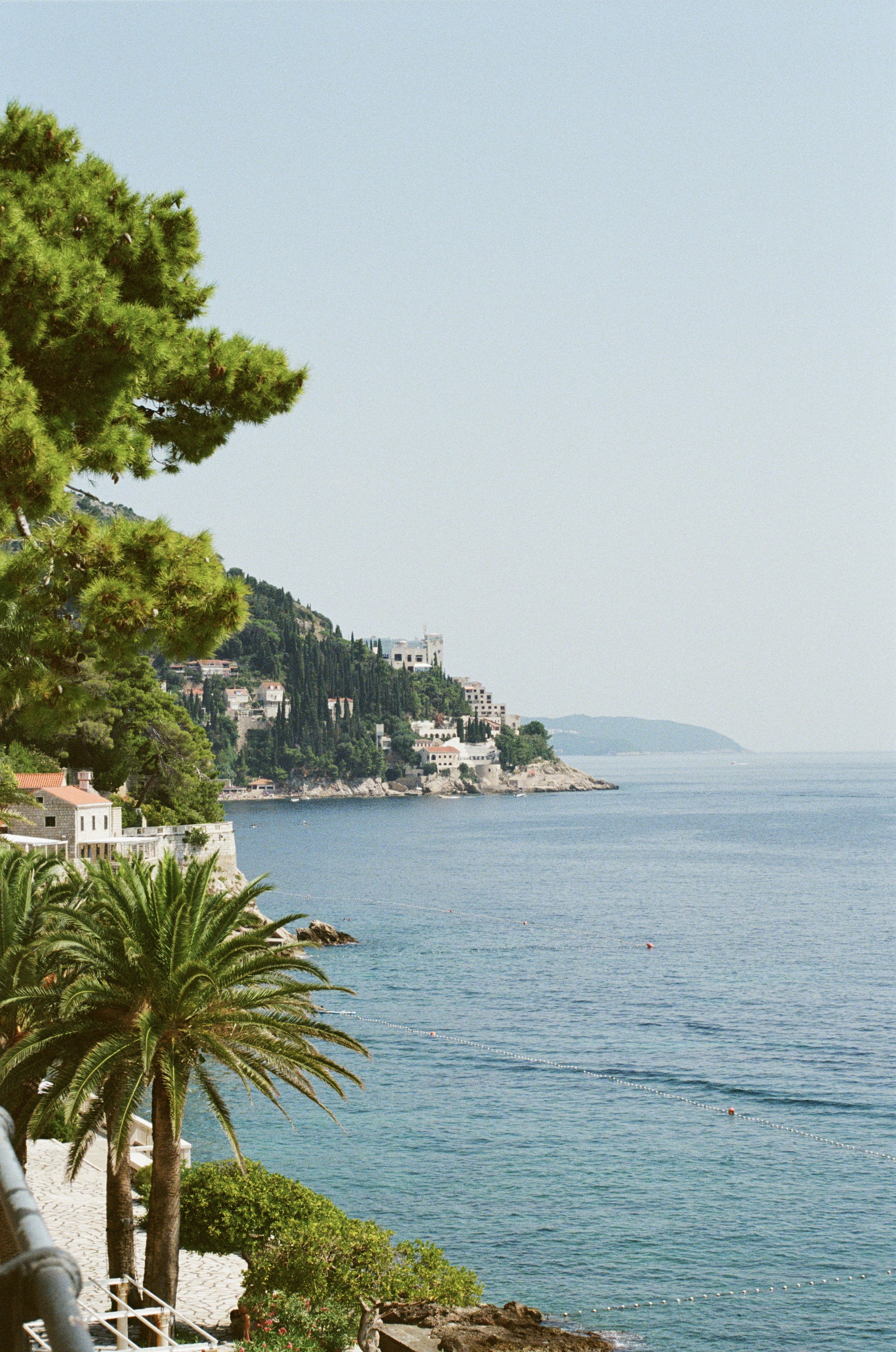 Coastal scene with palm trees in the foreground, residential buildings on a hillside, and calm blue waters extending into the distance.
