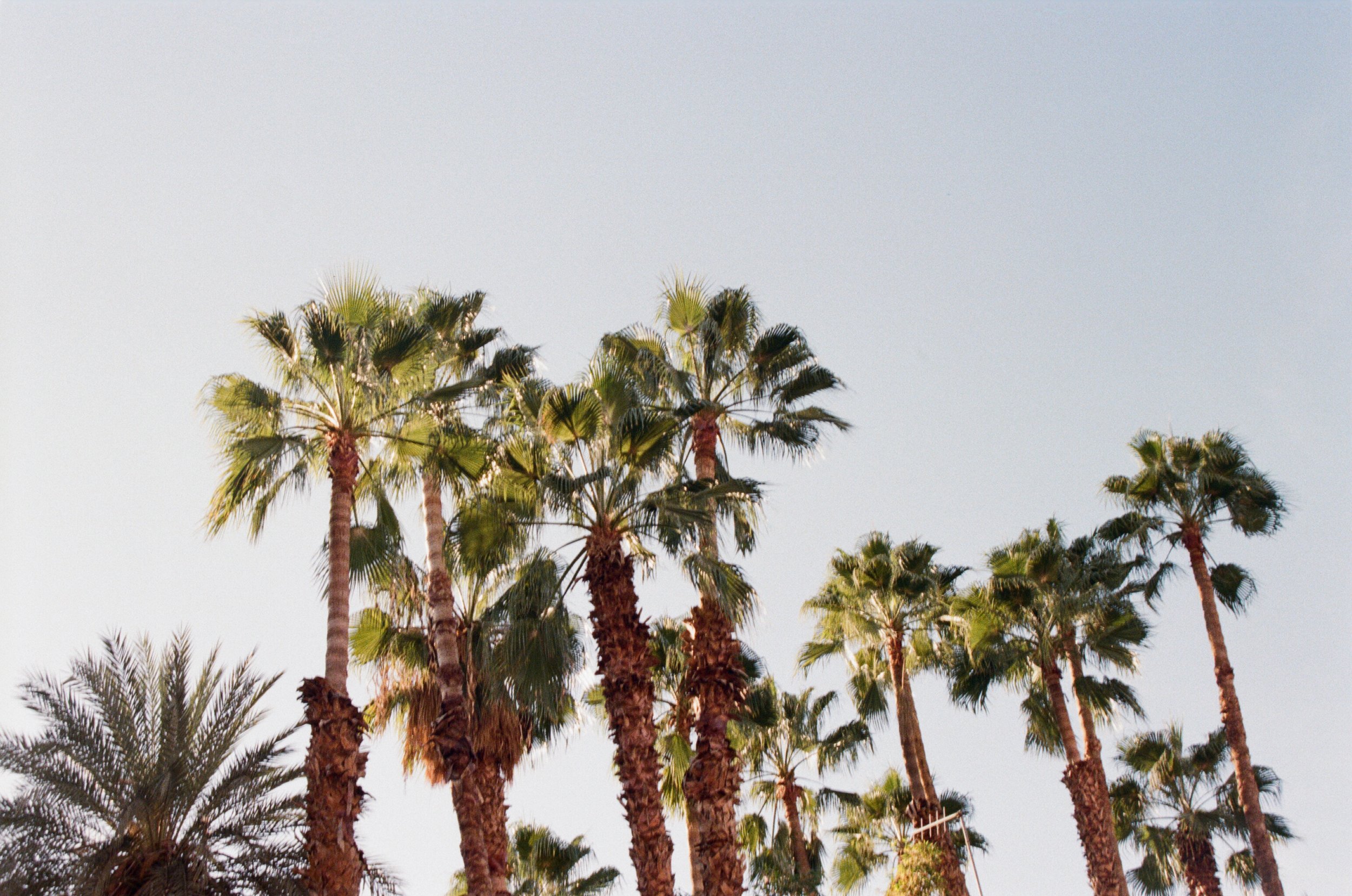 A group of tall palm trees against a clear sky.