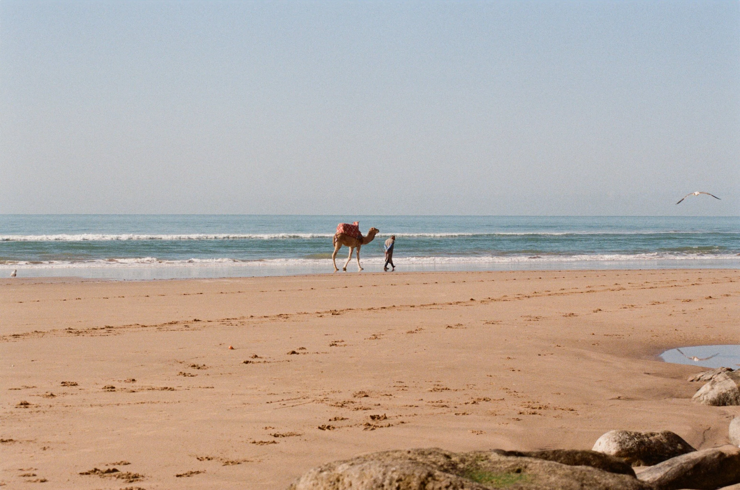A person walking on a sandy beach with a camel, the ocean waves in the background, and a seagull flying in the sky.