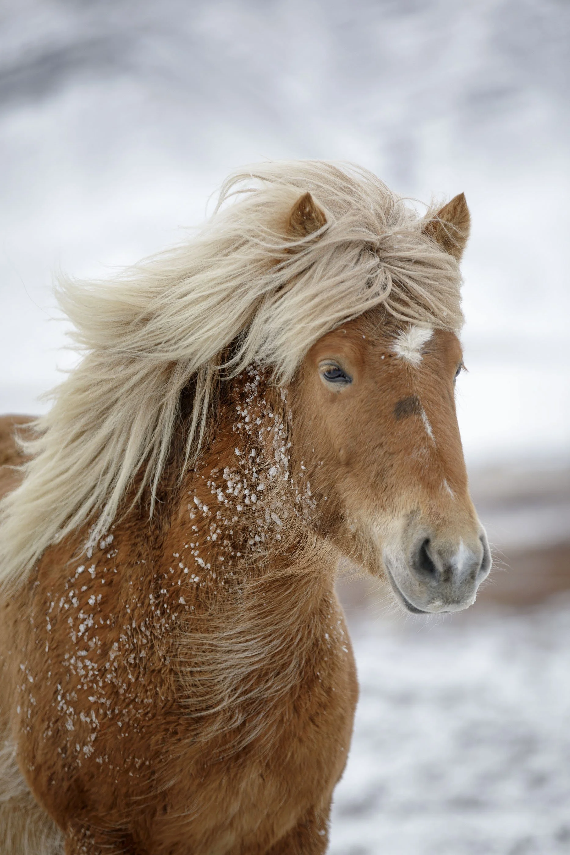 Fotos Video Islandia37.jpg
