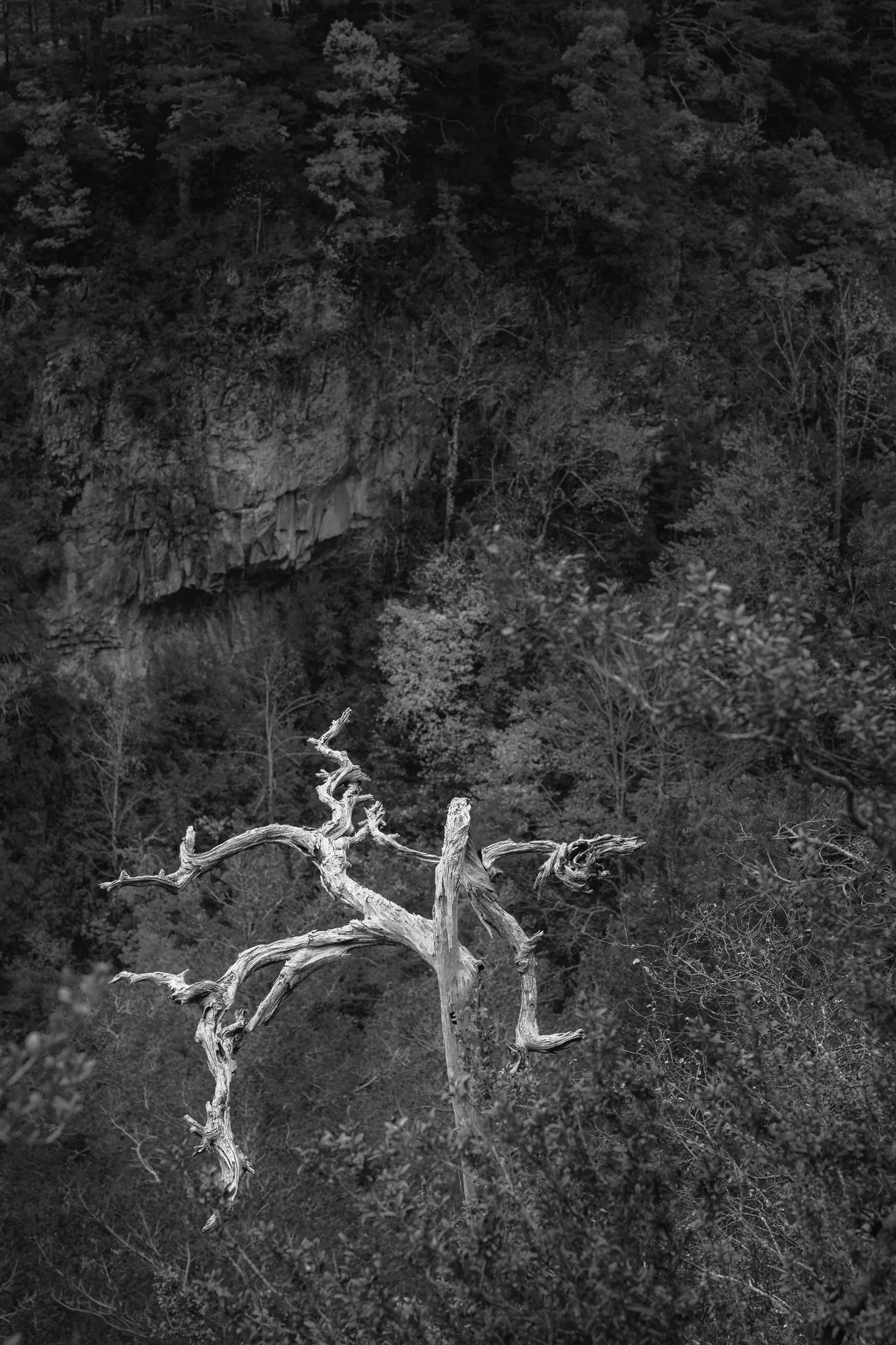 _MG_9170-Editar b&n.jpg