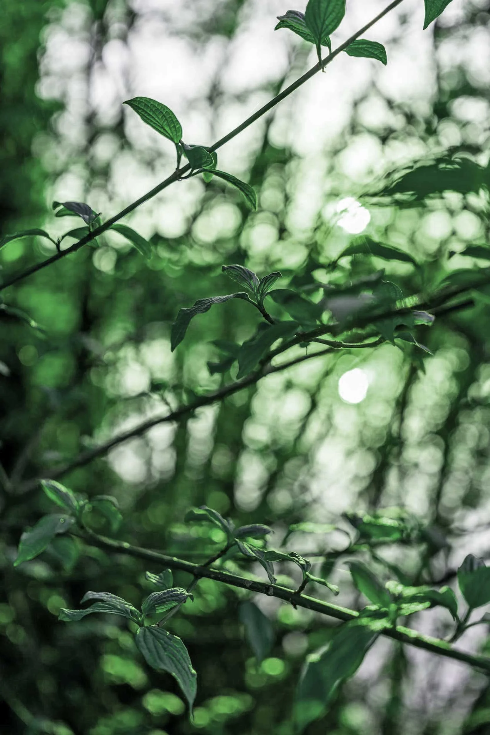 Branches with green leaves against blurred forest light