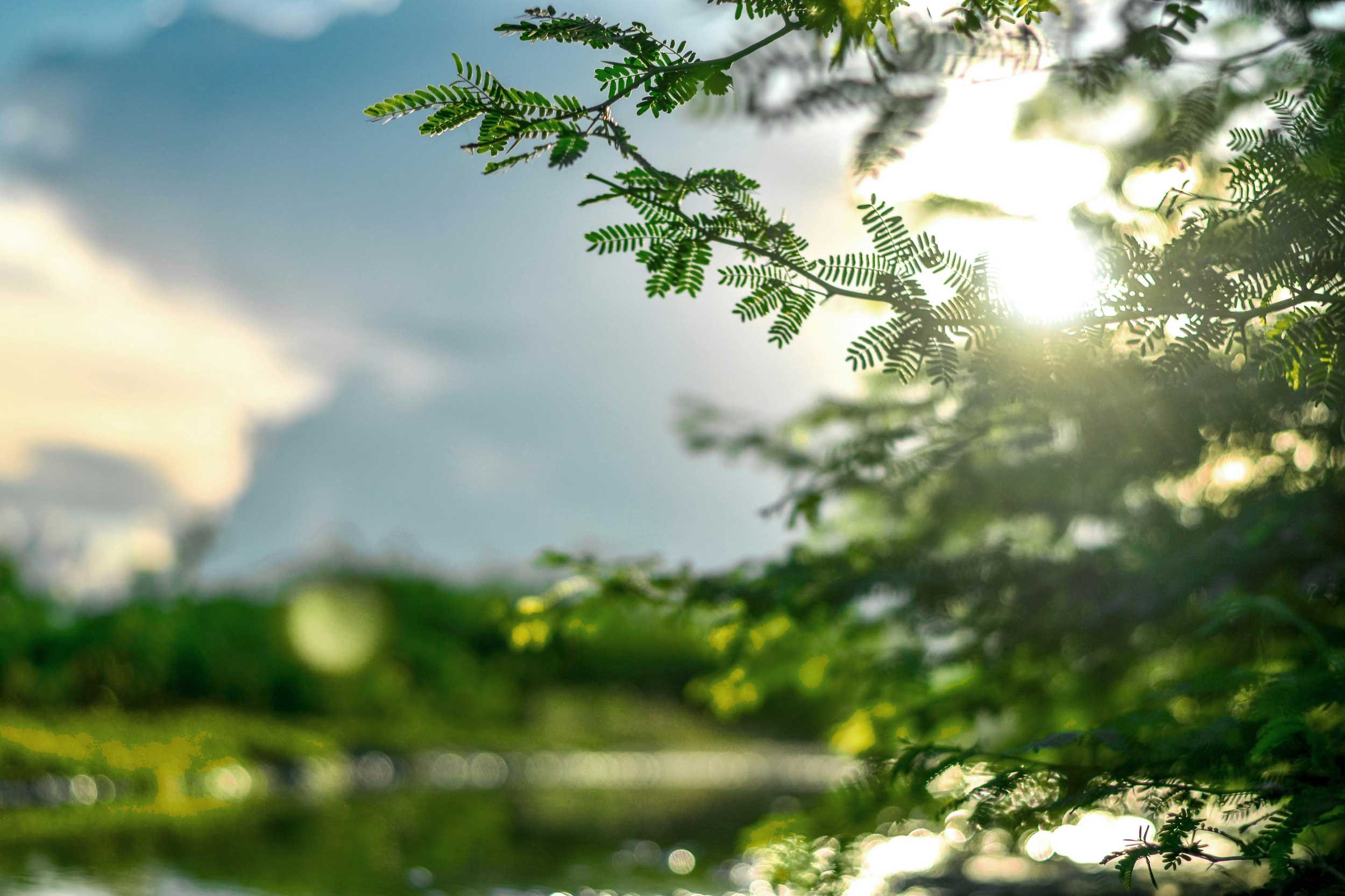 Sunlight through trees reflected on calm water