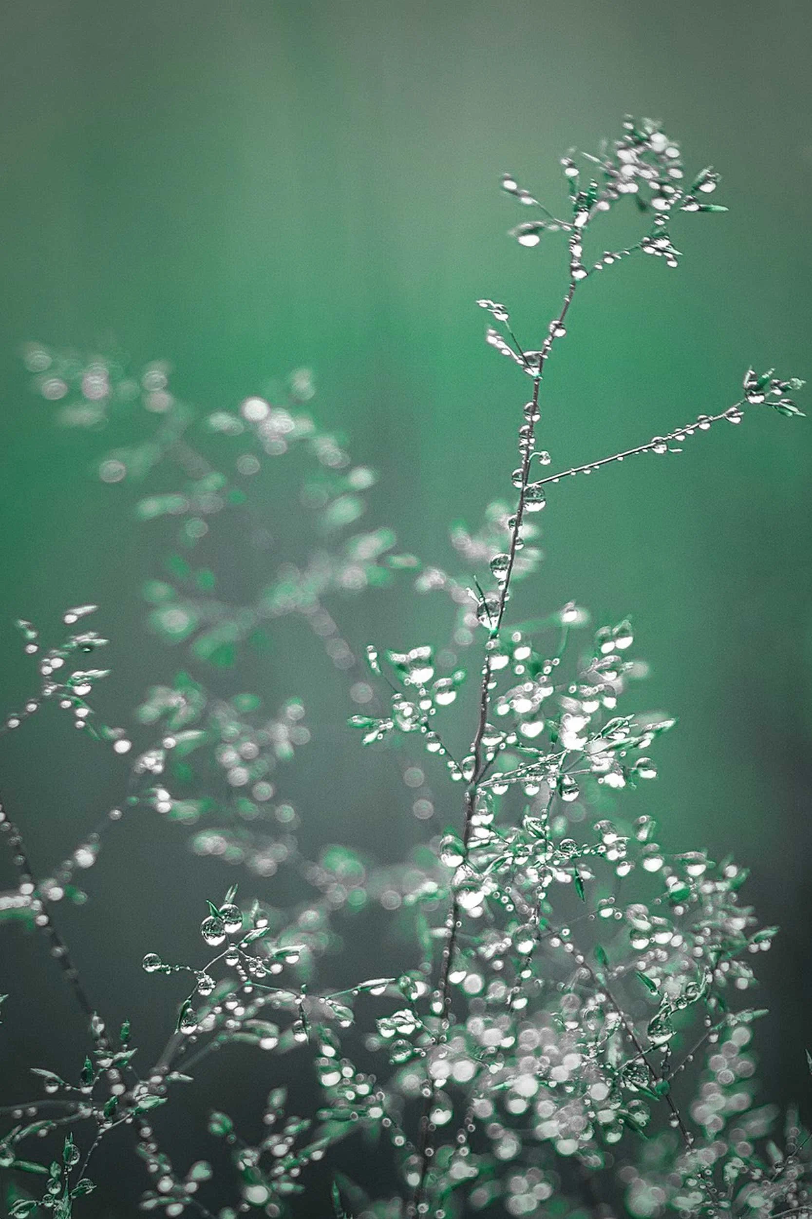 Delicate branch with dew drops and green background