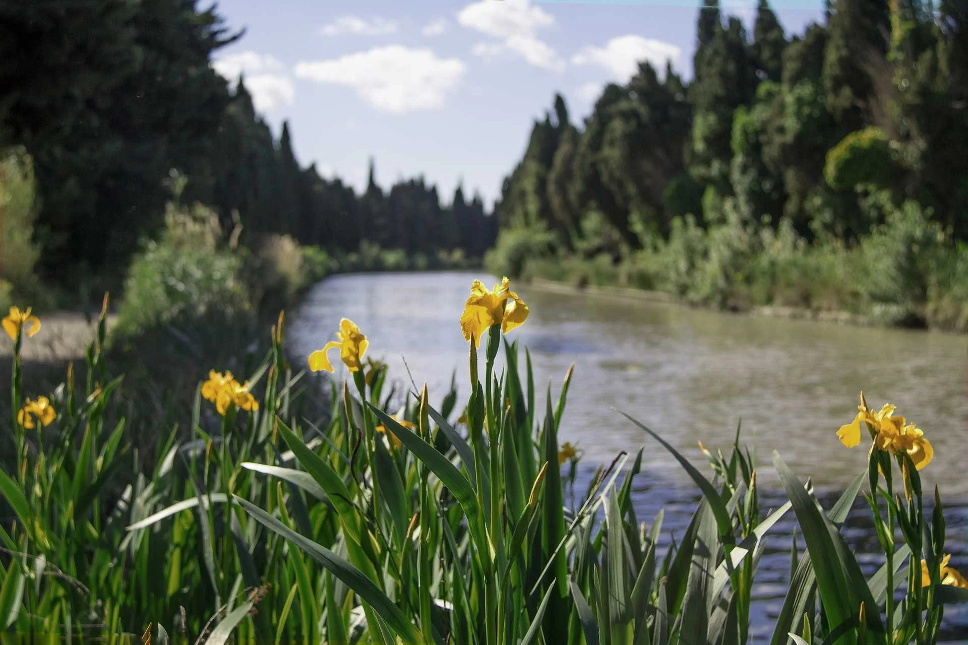 Yellow iris flowers growing beside a river
