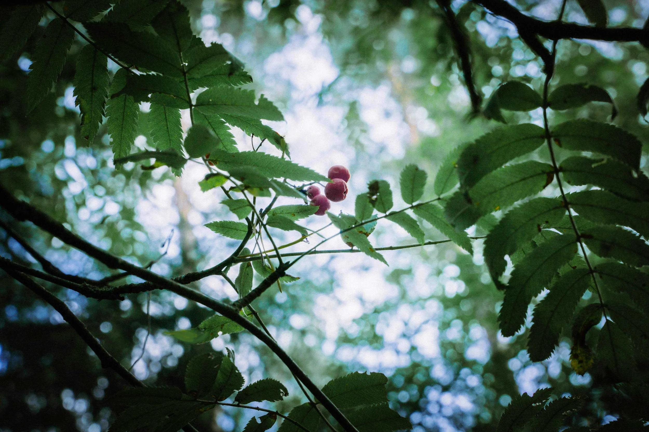 Rowan berries hanging among green leaves