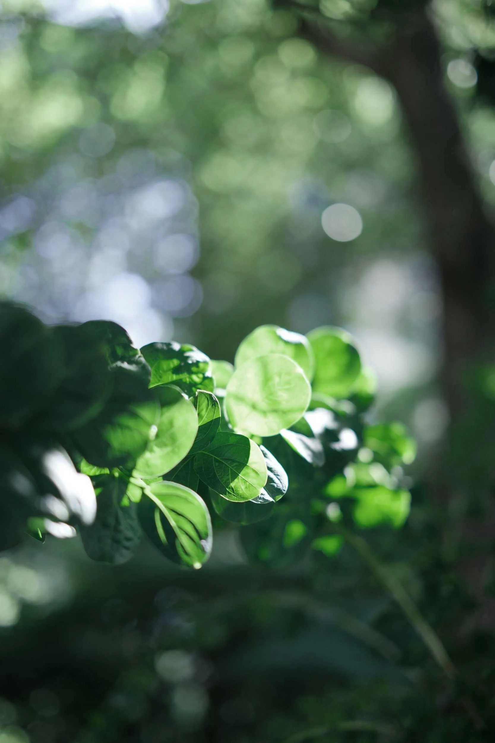 Cluster of round green leaves in sunlight