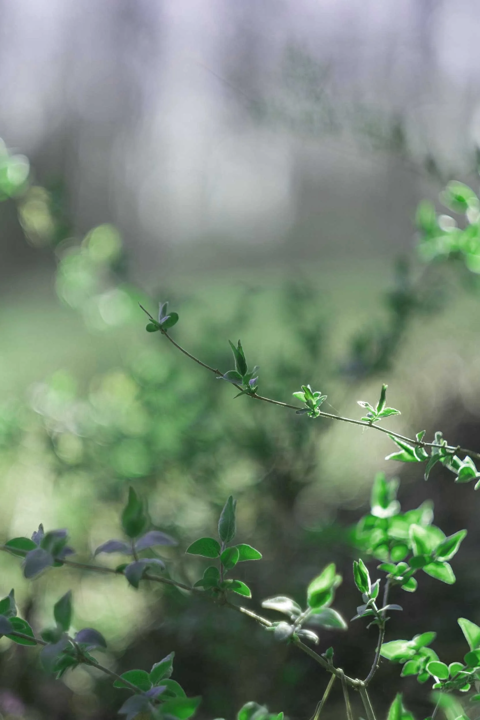 Thin branches with fresh green shoots in spring light