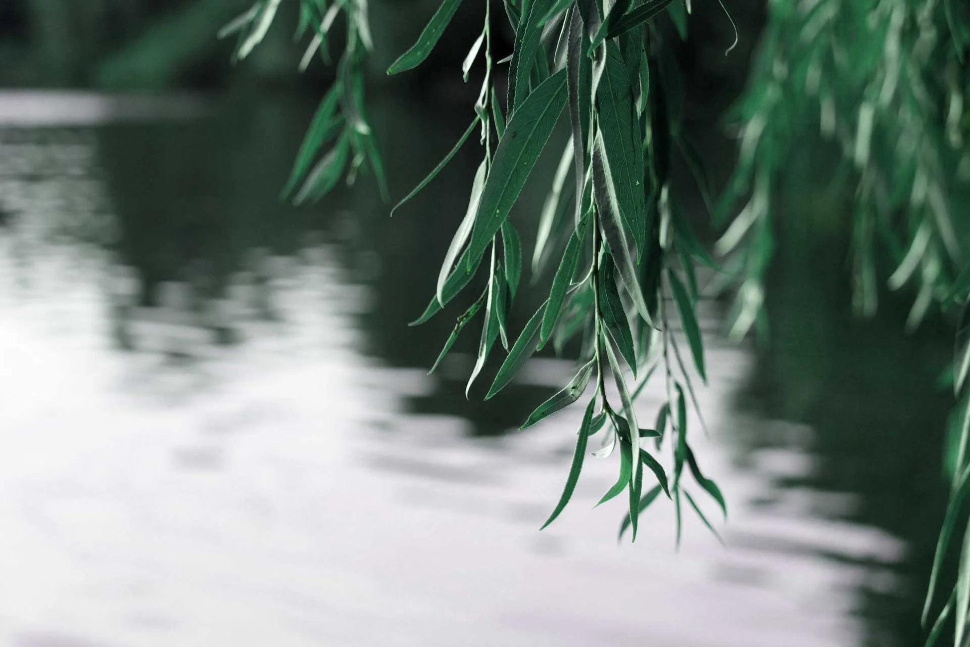 Close-up of willow leaves beside calm water surface