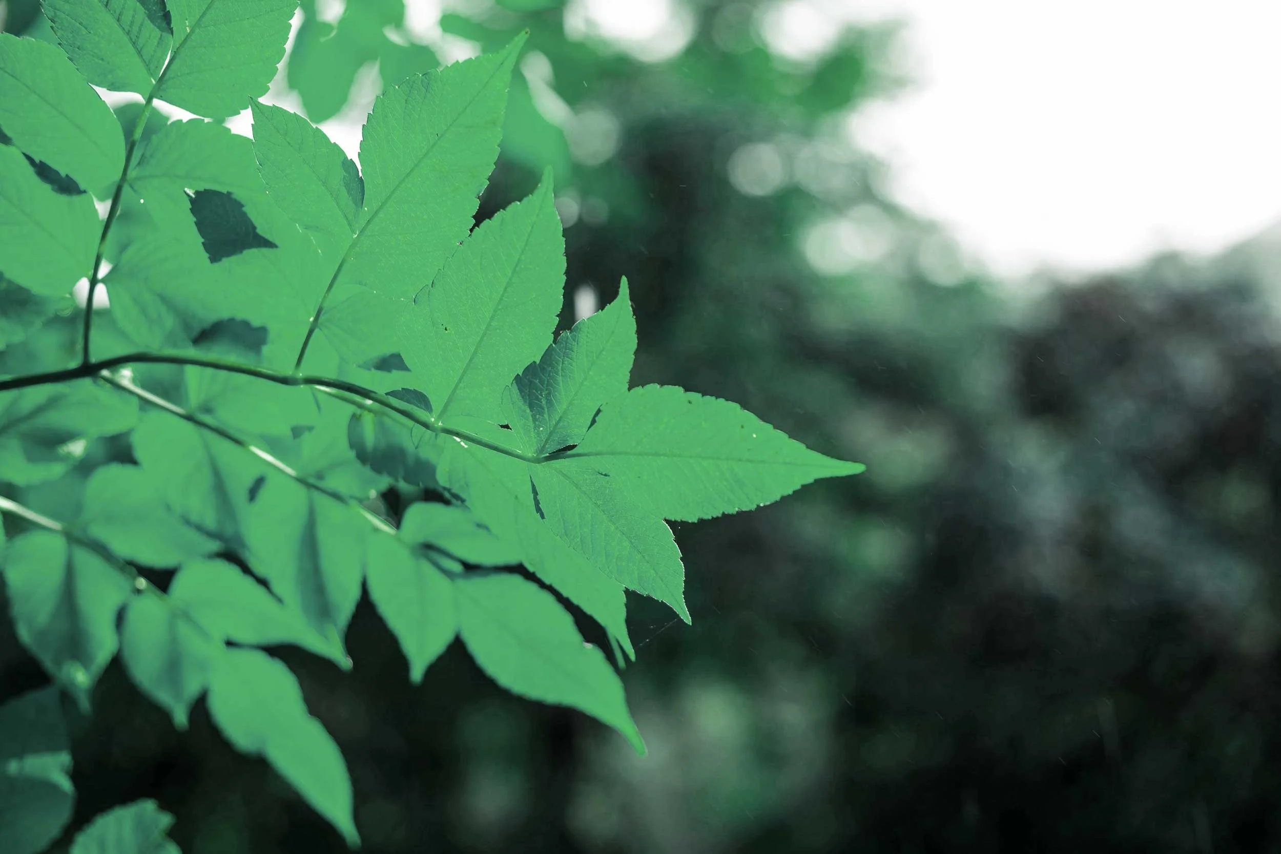 Green leaves backlit by daylight
