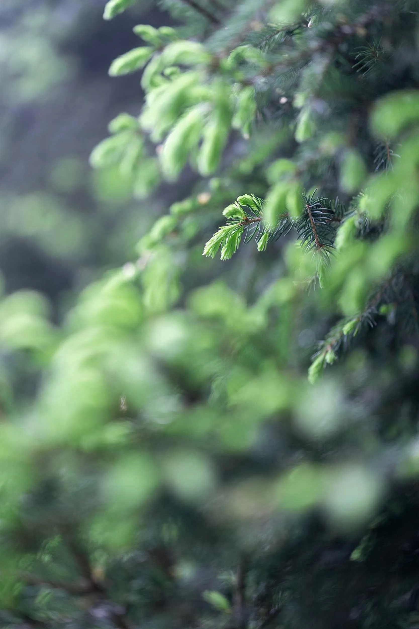 Close-up of soft green pine needles