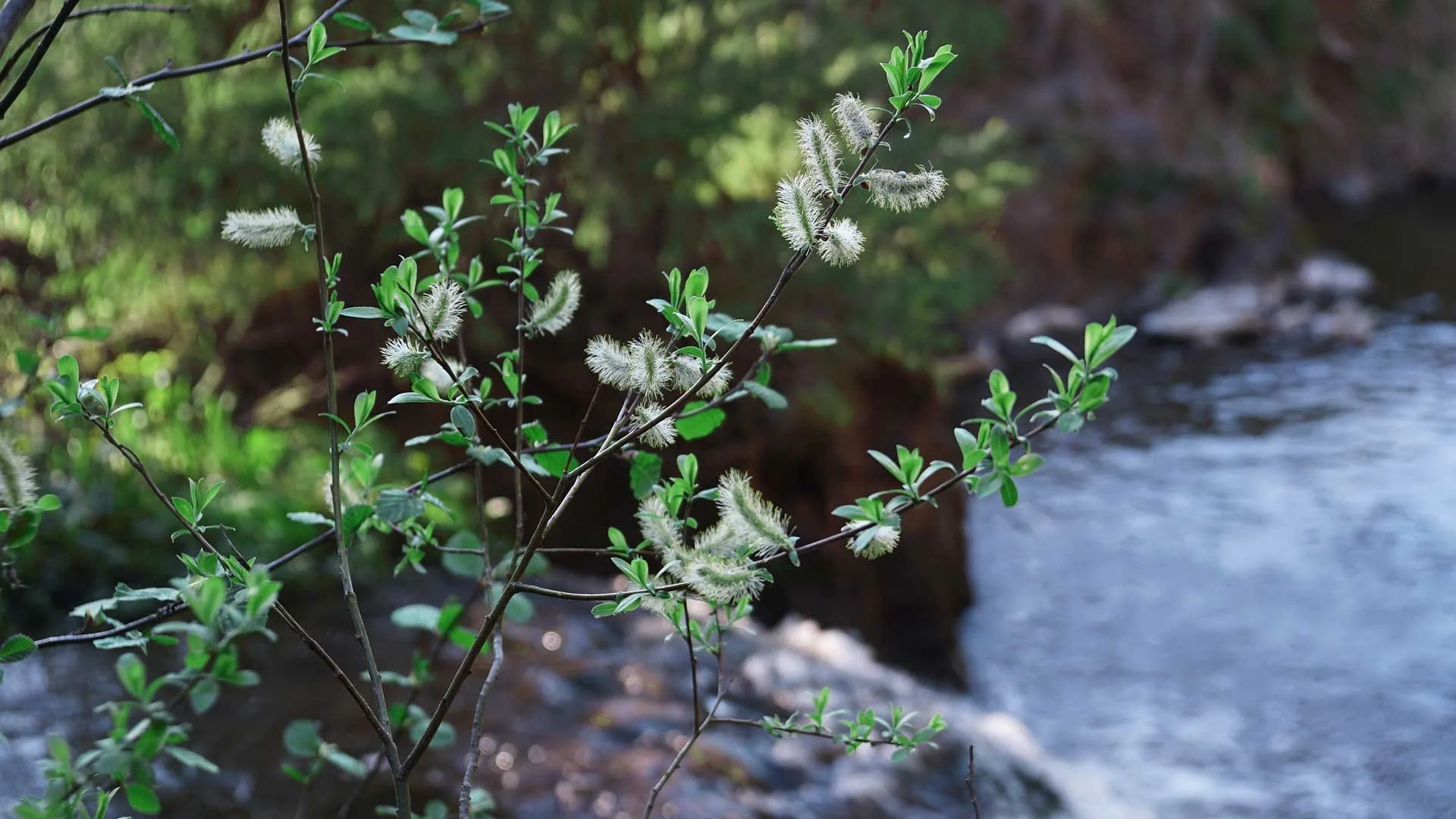 Willow branches with soft catkins beside a flowing stream