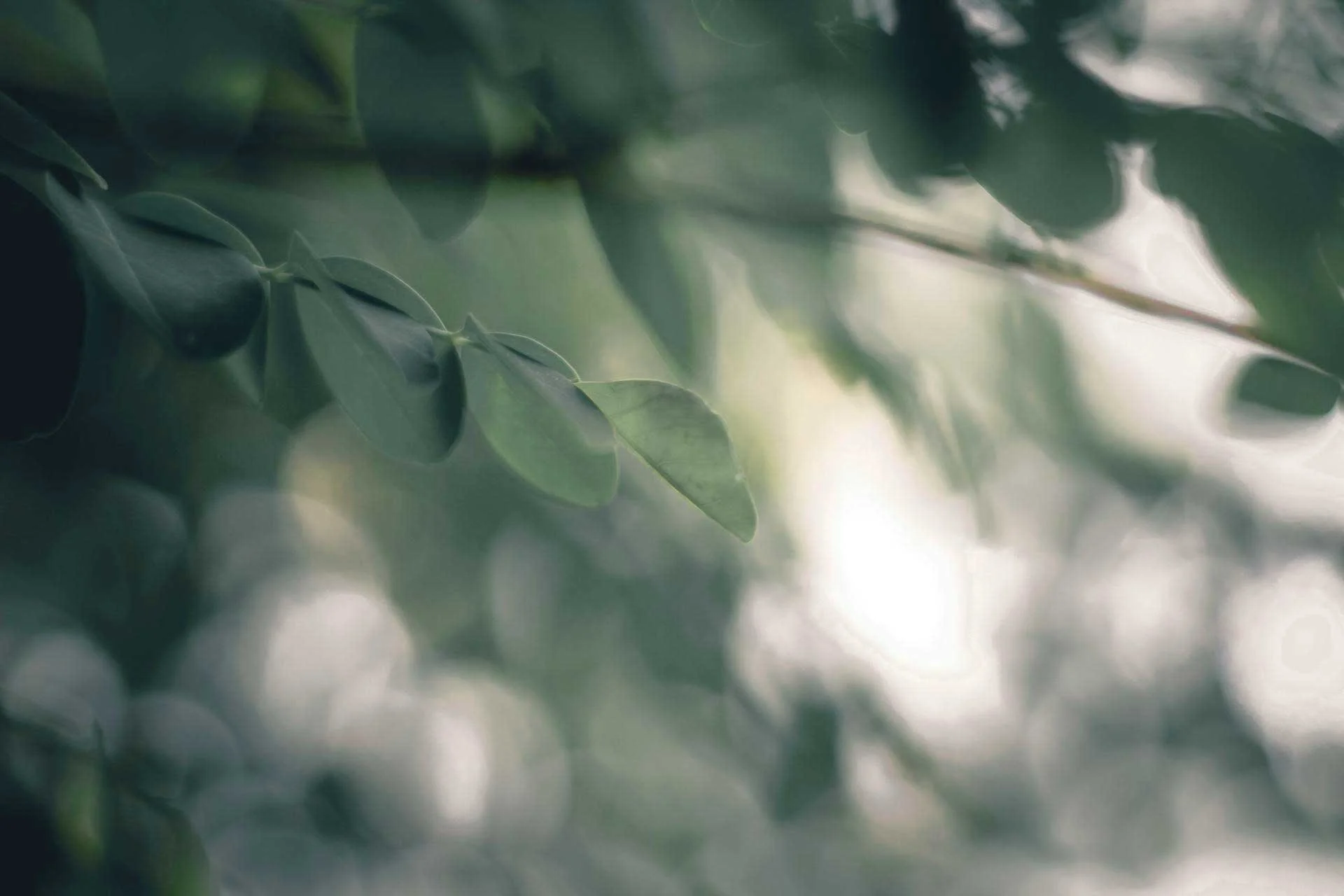 Soft-focus photo of Eucalyptus leaves in natural light
