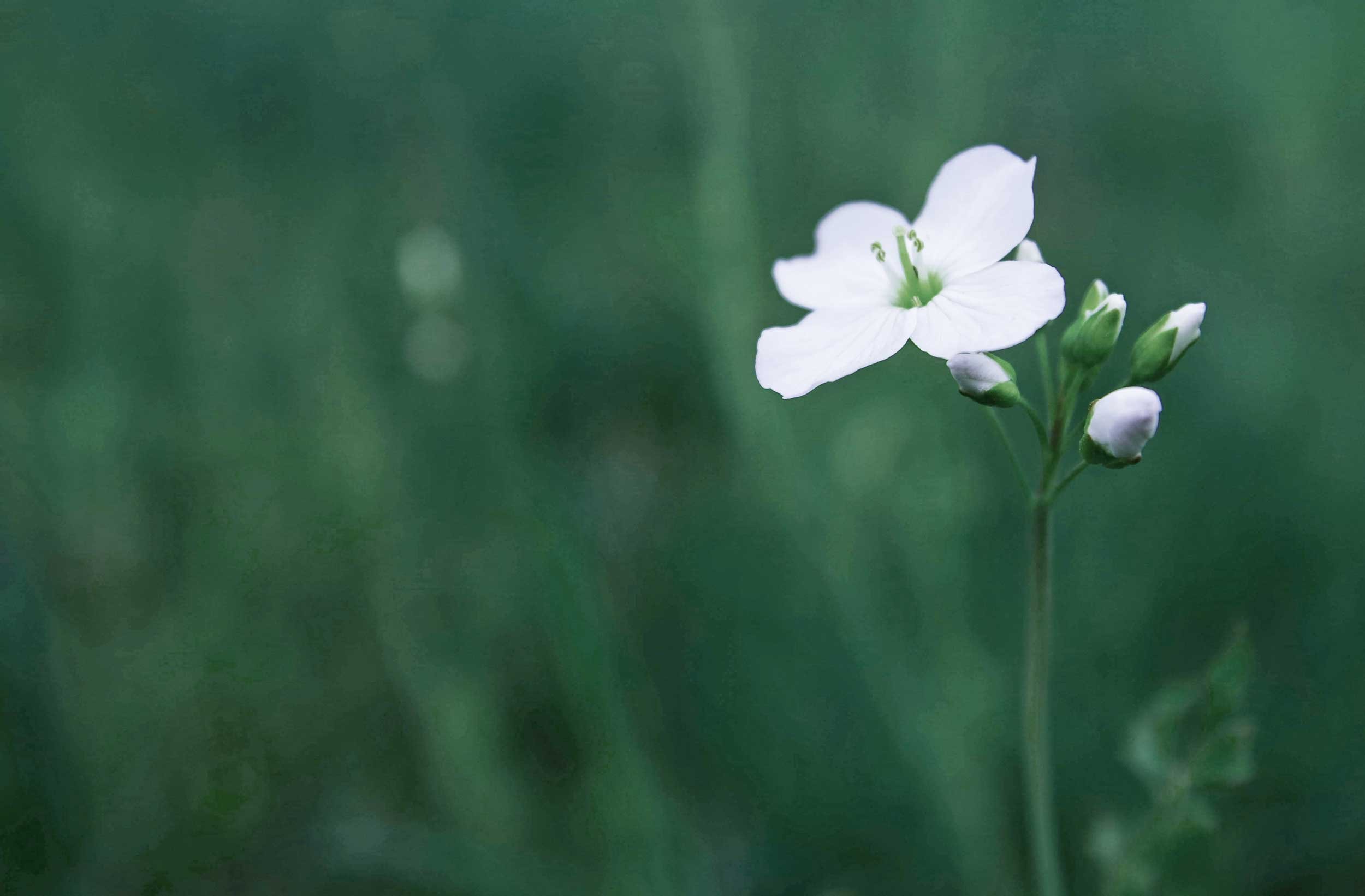 Single white wildflower with buds against green background