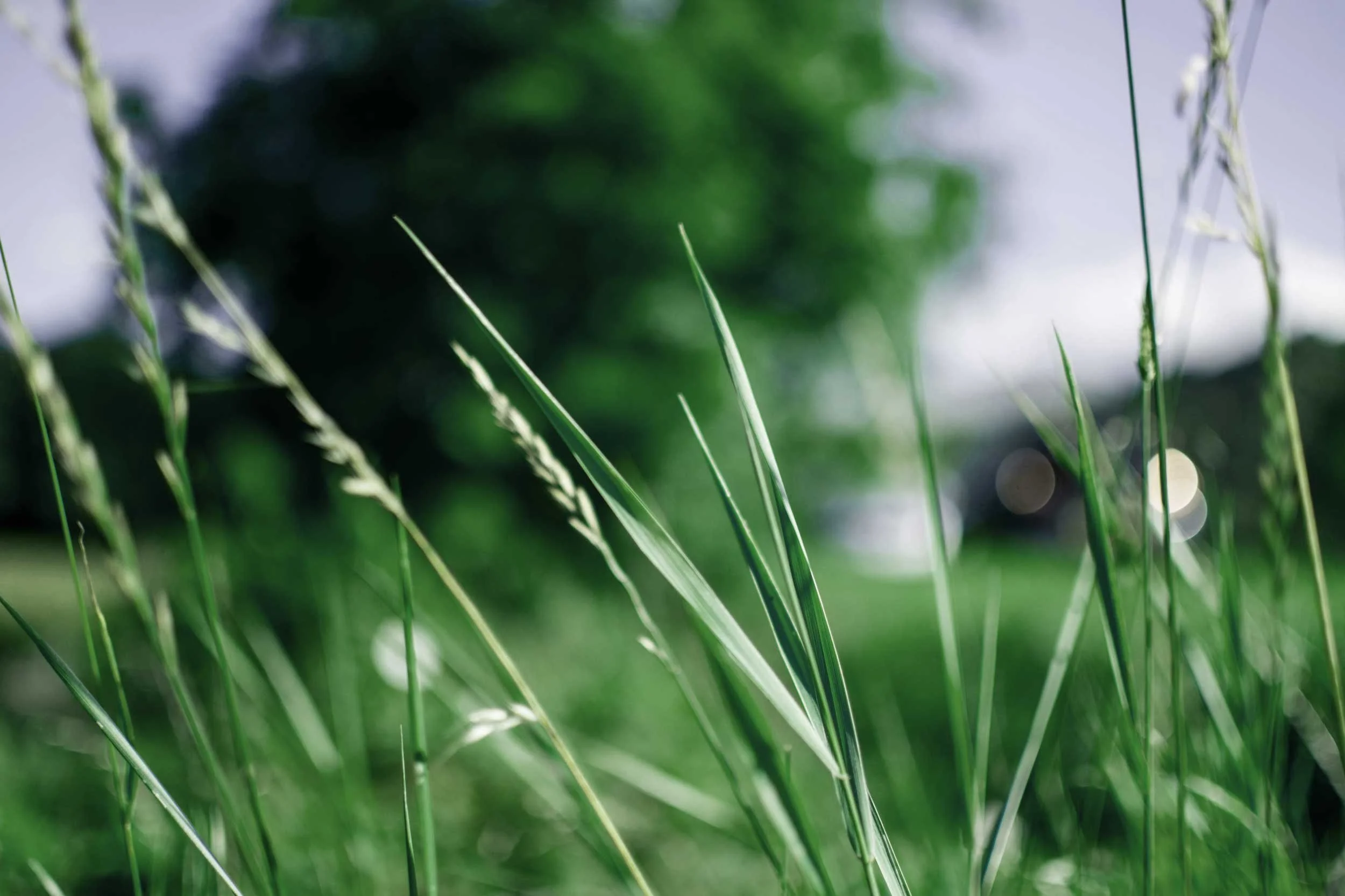 Tall grass in sunlight with blurred tree background