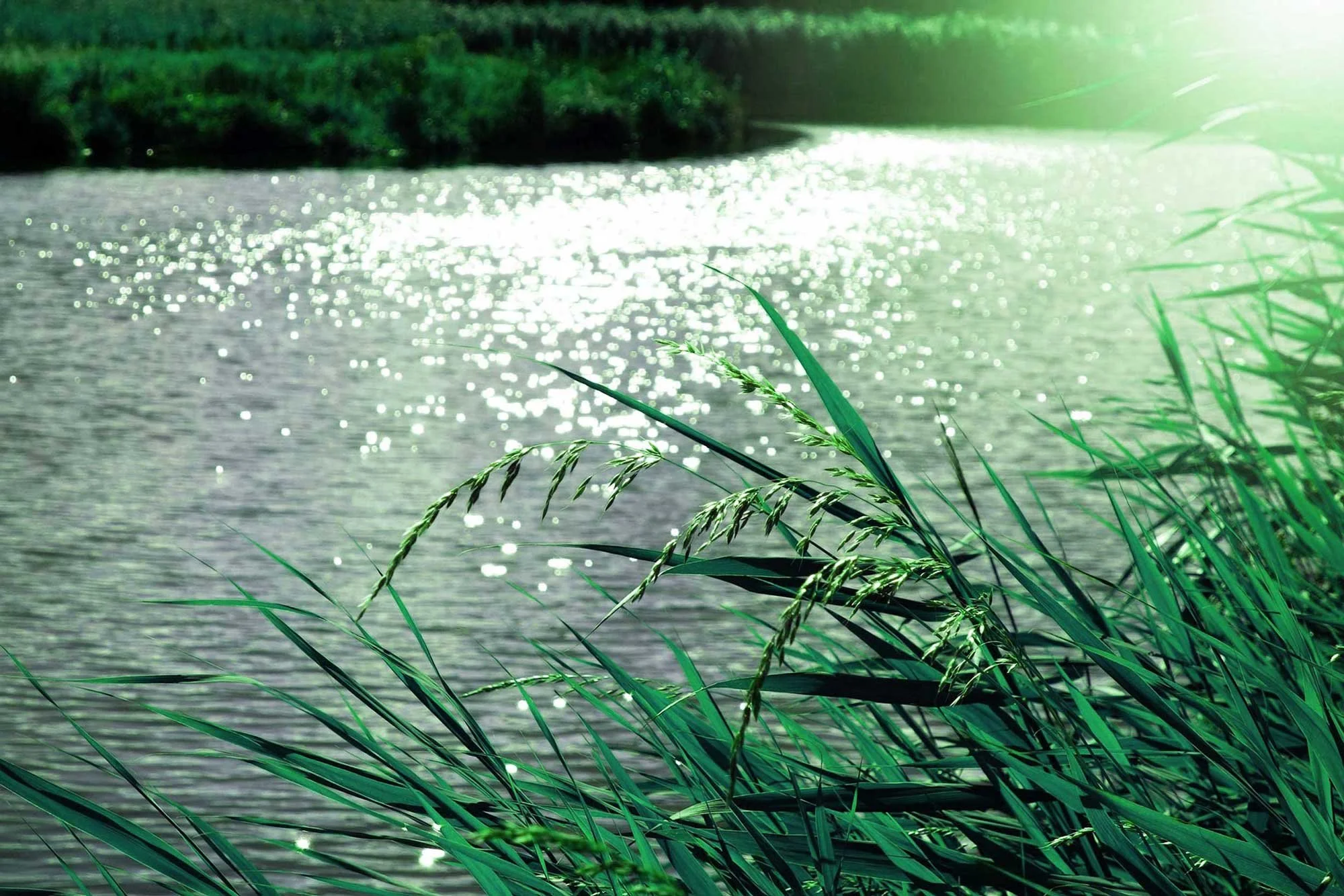 Riverbank reeds in sunlight beside shimmering water