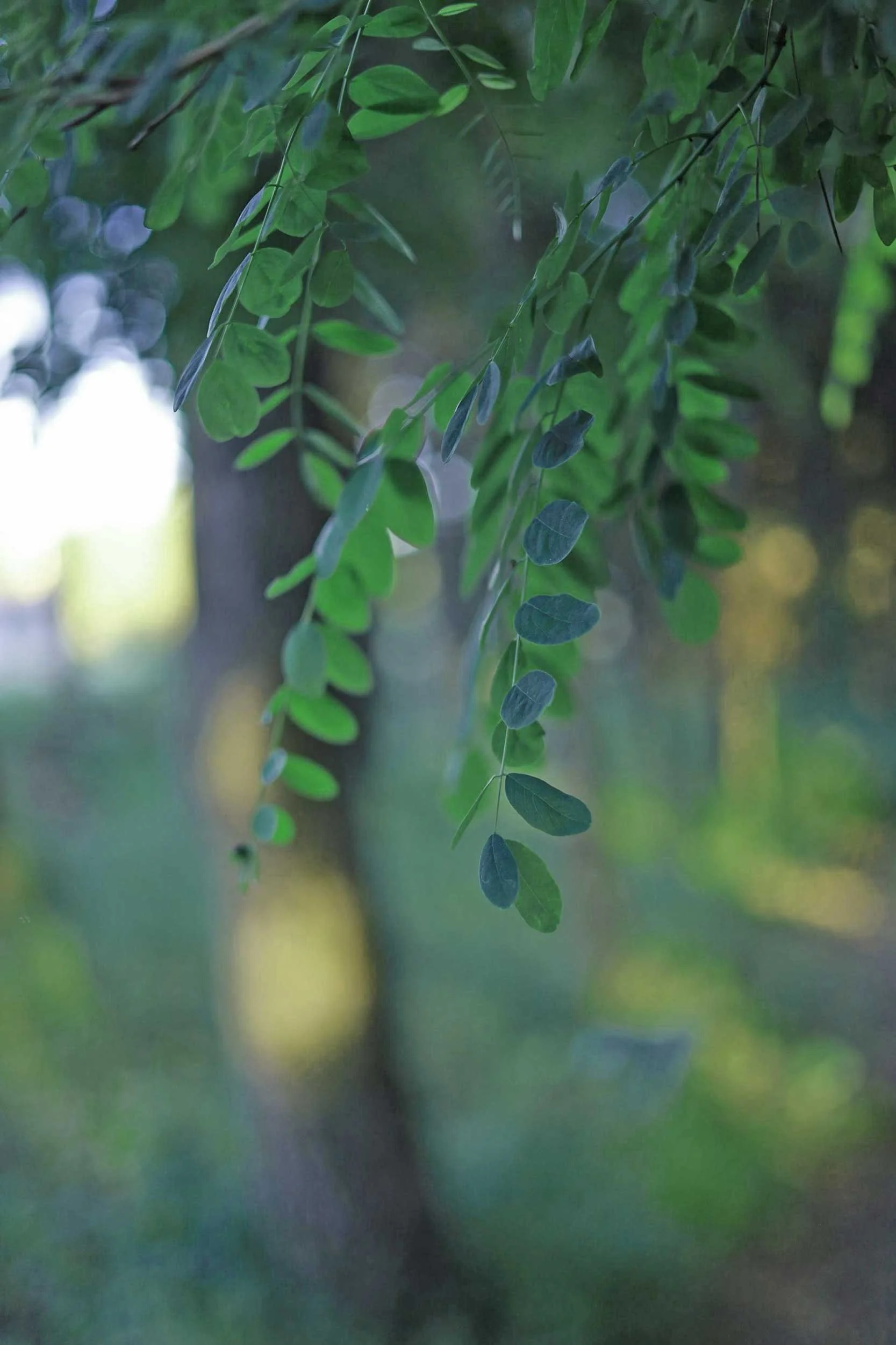 Hanging green leaves with blurred woodland background