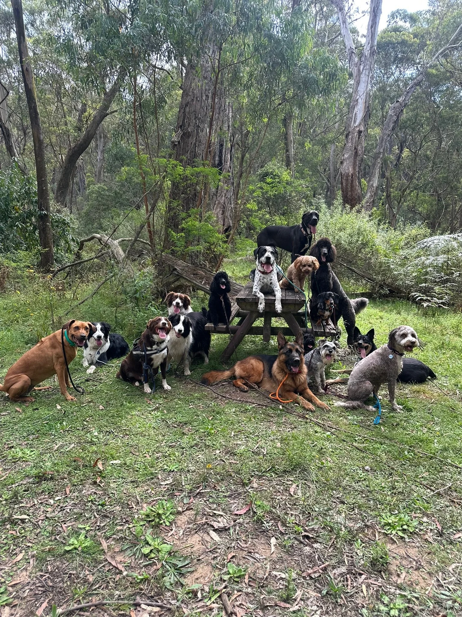 Group of dogs sitting and lying down on the grass in a forested area, some on a picnic table, with trees and greenery in the background.