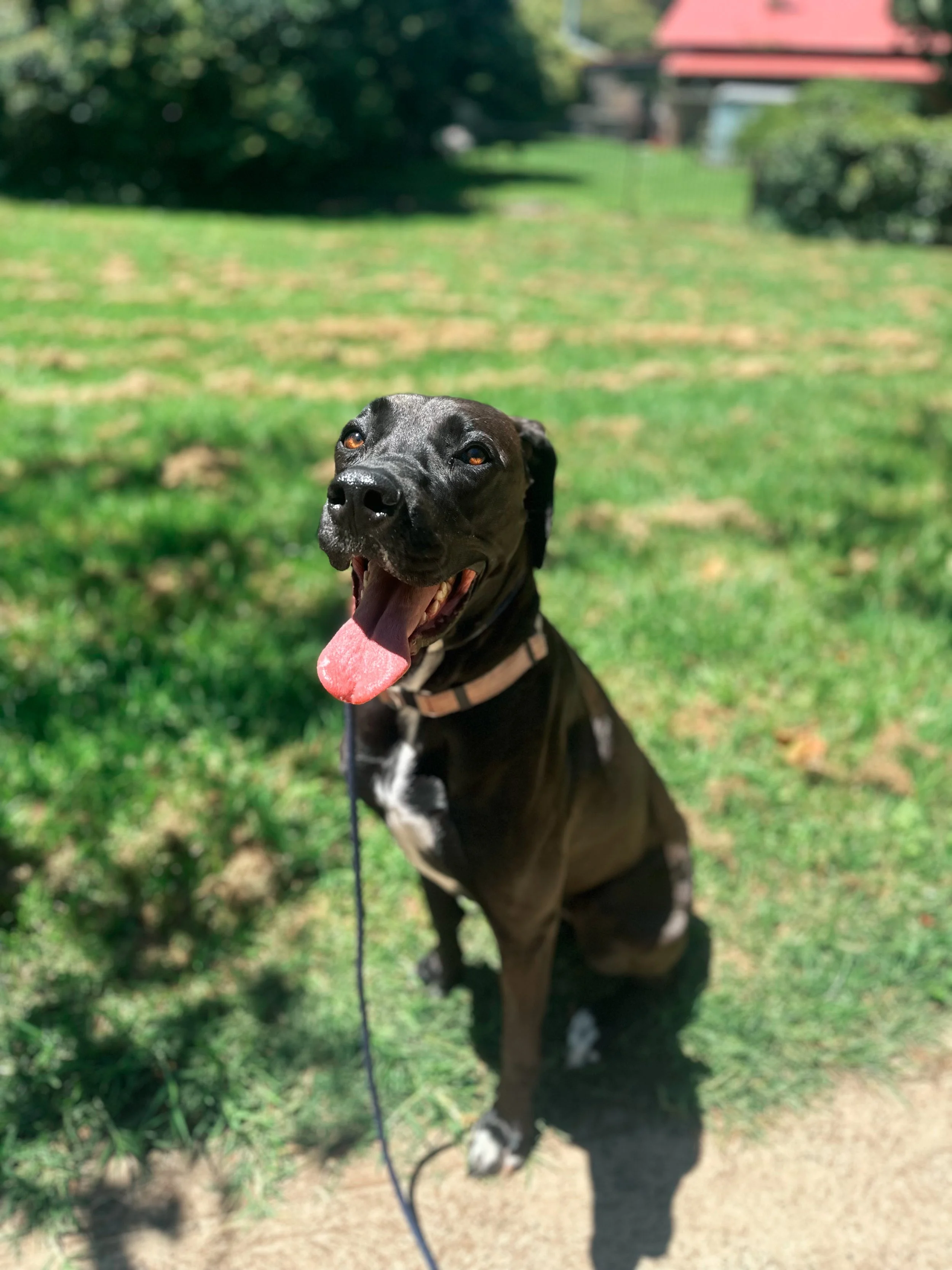 A happy black and white dog sitting on grass with its tongue out, in a sunny park or yard.