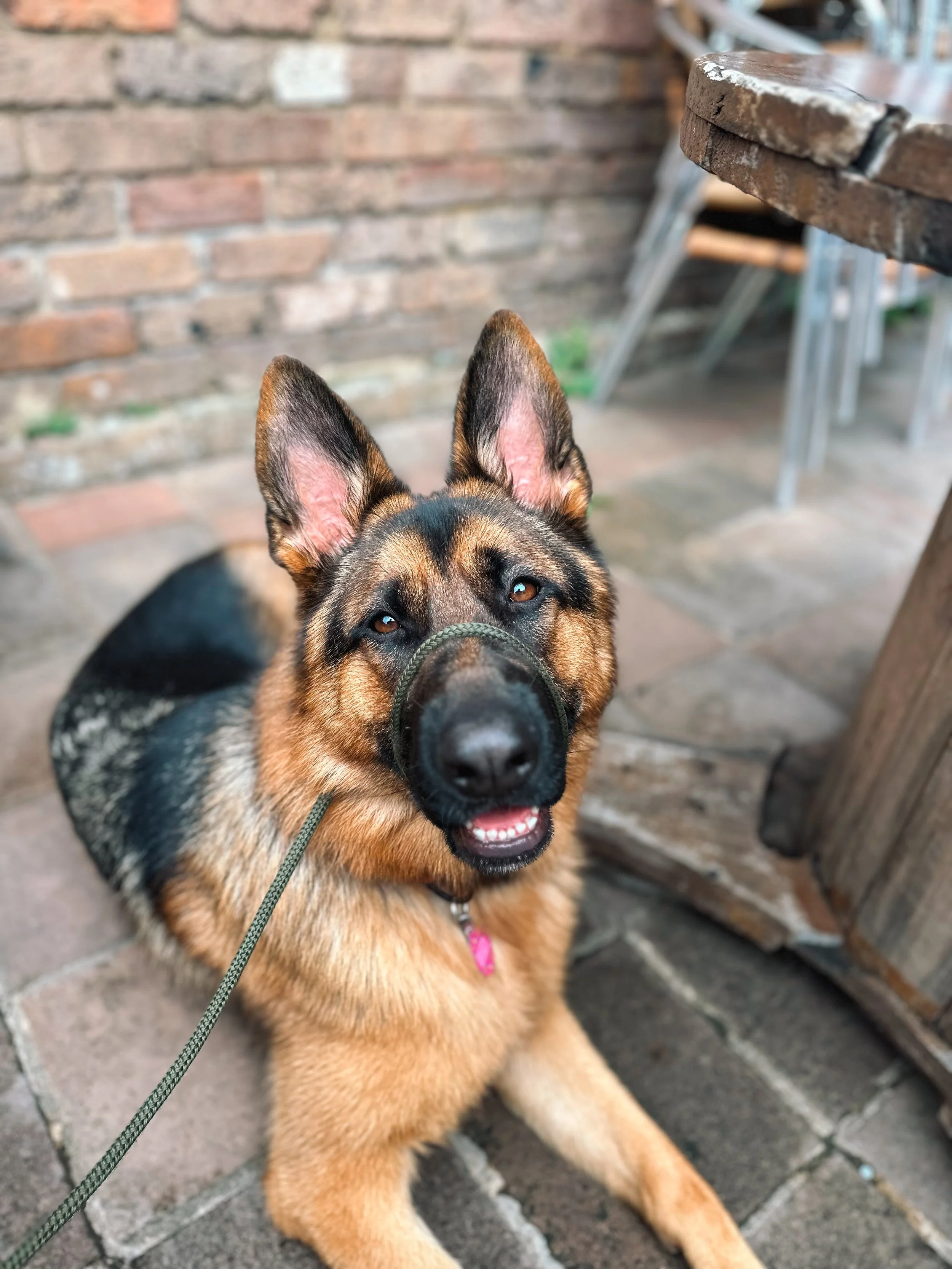 German Shepherd dog wearing a muzzle sitting on a brick pavement near a brick wall and wooden furniture.