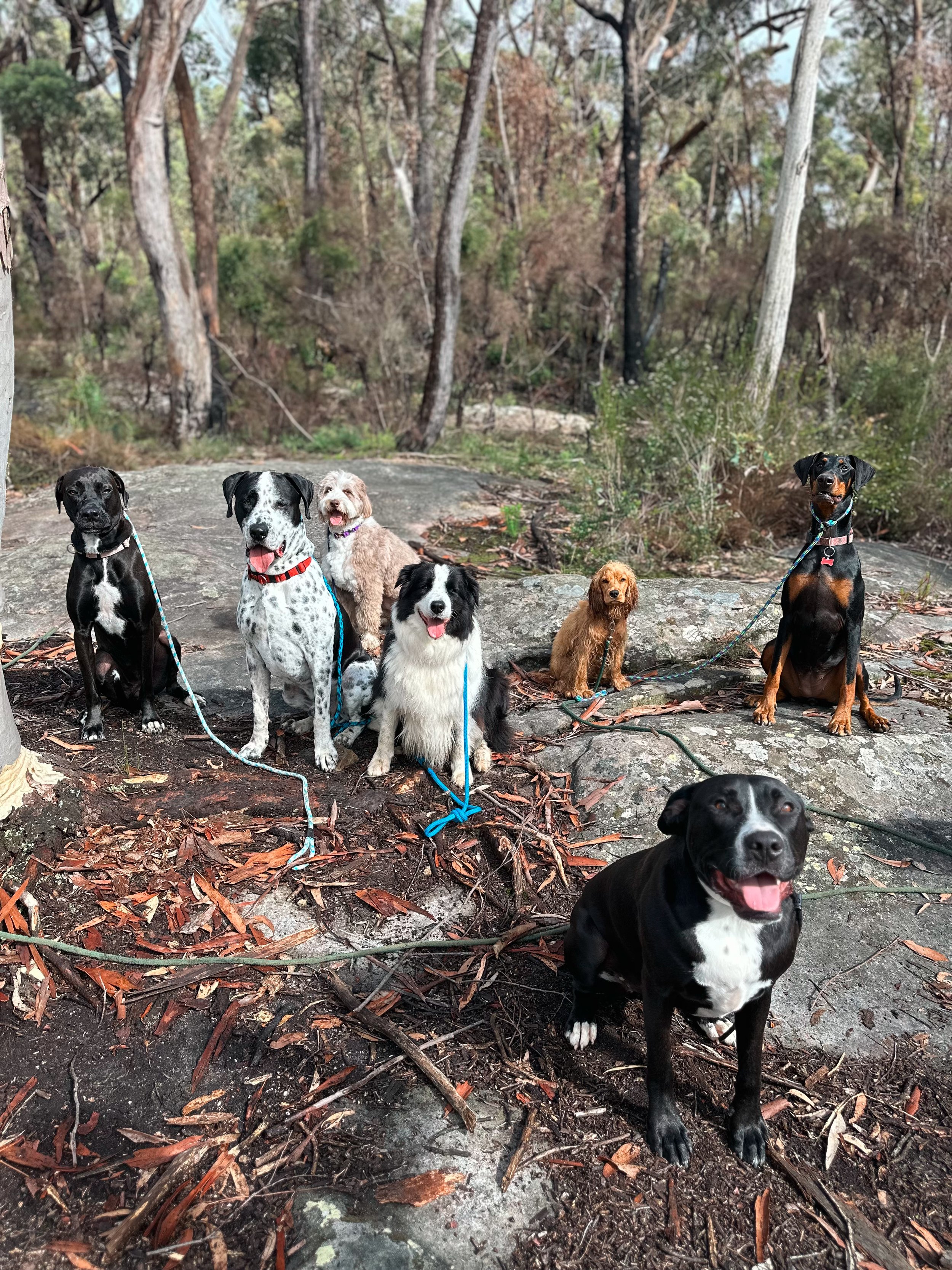 Seven dogs in a wooded outdoor area, sitting or standing on rocks and dirt, with trees and foliage in the background.
