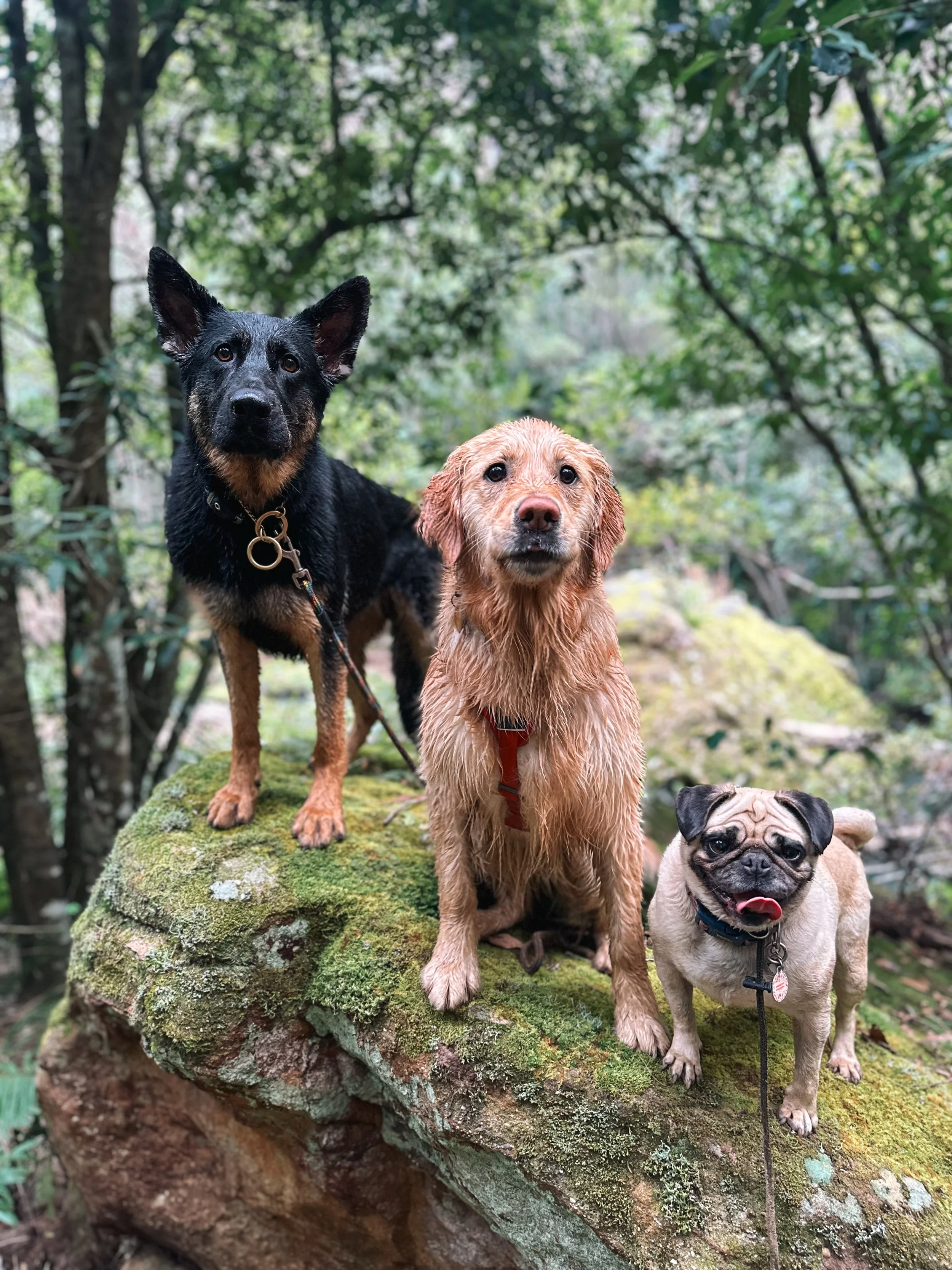 Three dogs standing on a moss-covered rock in a lush green forest.