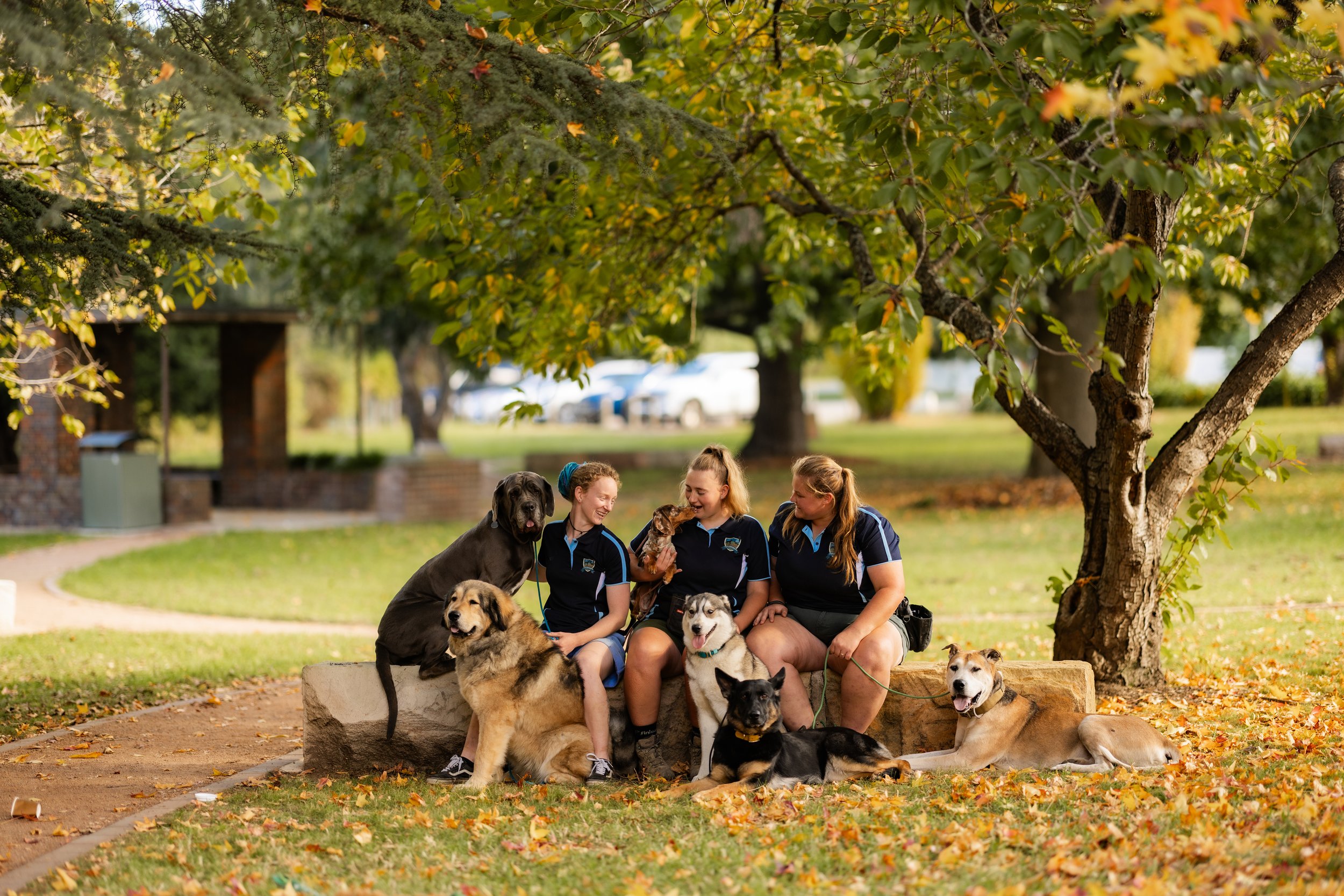 Three women in matching navy shirts sitting on a stone bench under a large tree in a park, surrounded by multiple dogs of various breeds, colors, and sizes, with some sitting and some standing, during autumn with fallen leaves on the ground.