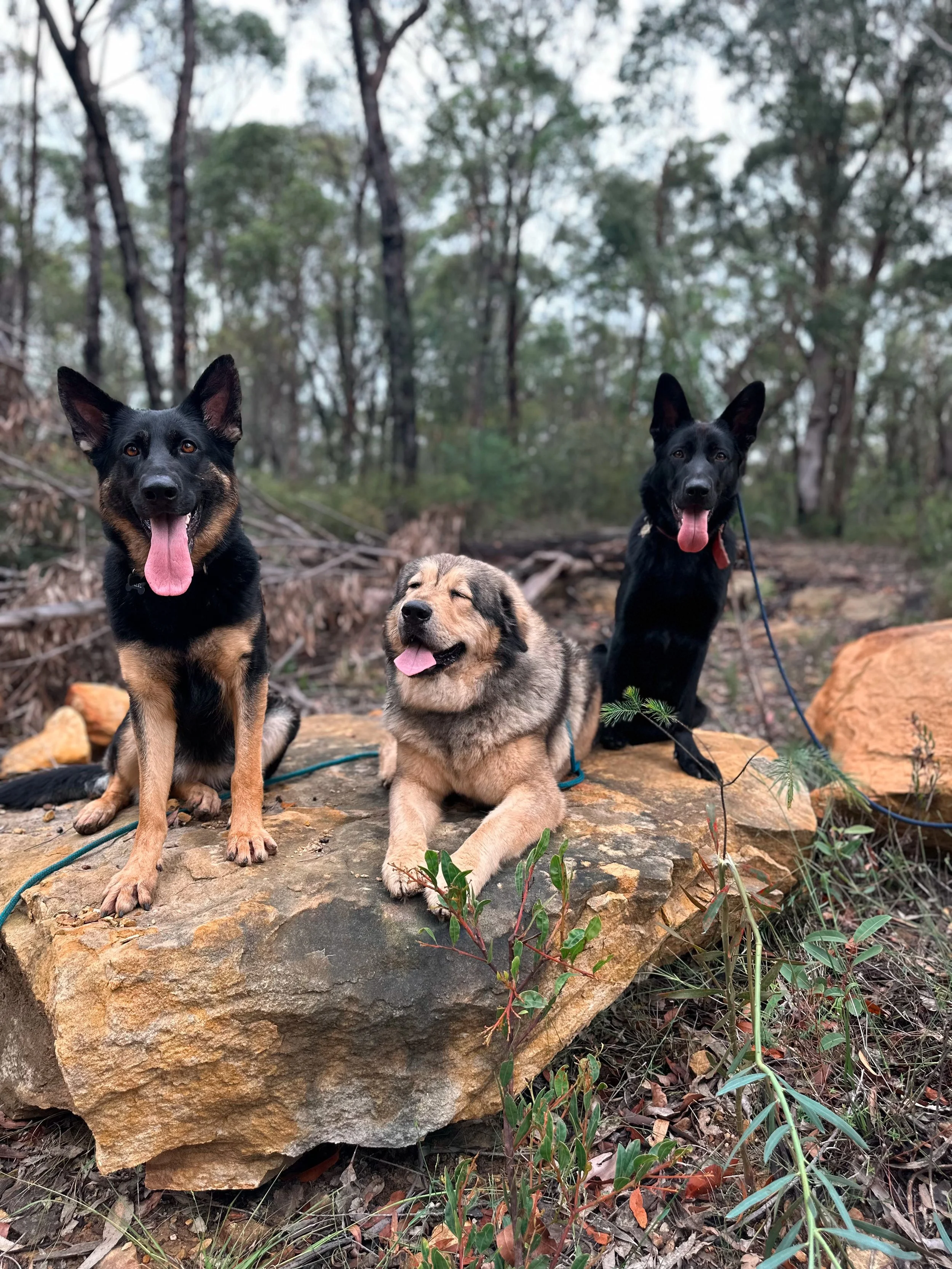 Three dogs sitting and lying on a large rock in a wooded outdoor setting, with trees and bushes in the background, on a cloudy day.