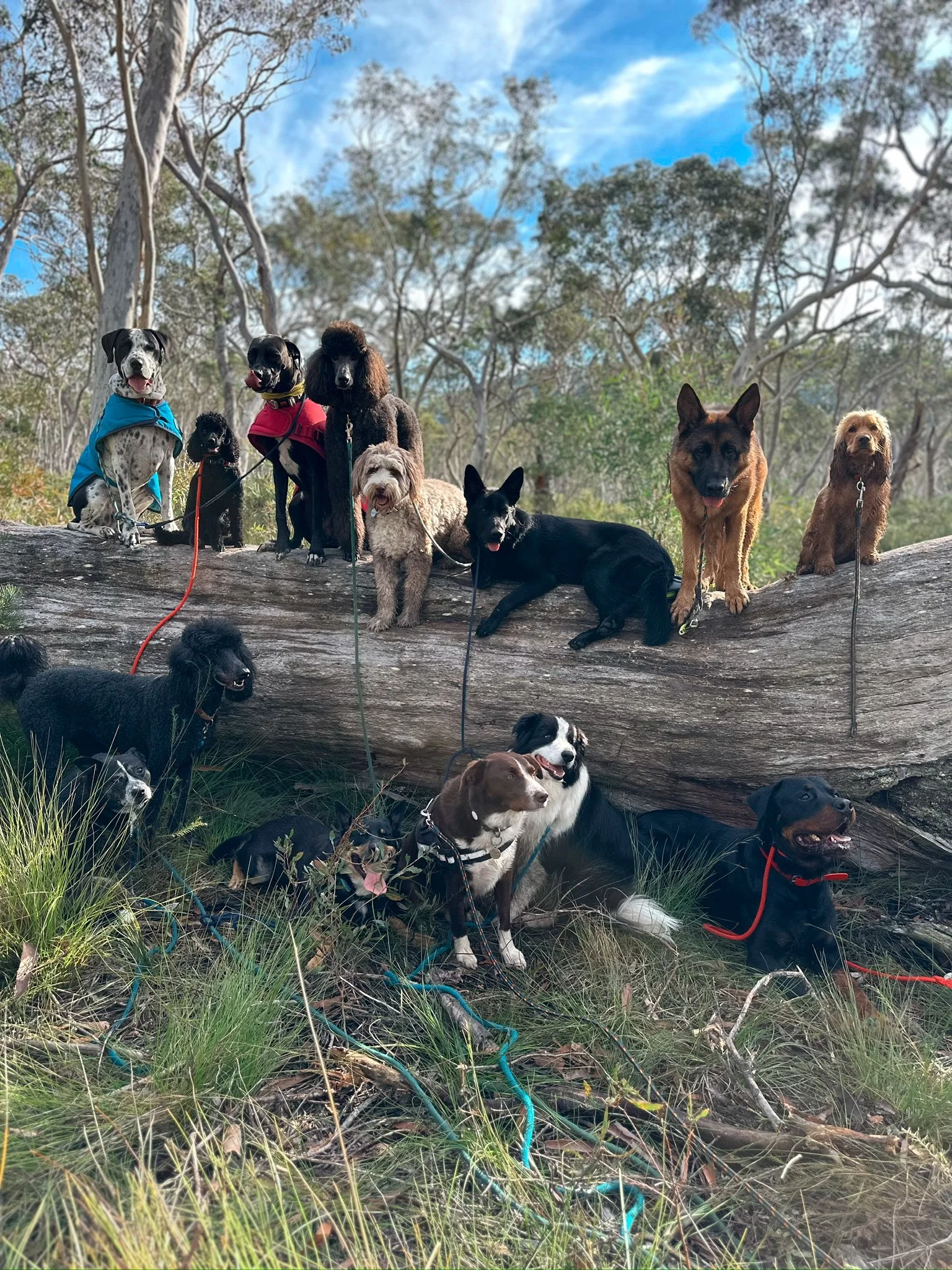 A group of dogs of various breeds sitting and standing on and around a large fallen tree trunk in a forested area with trees and blue sky in the background.