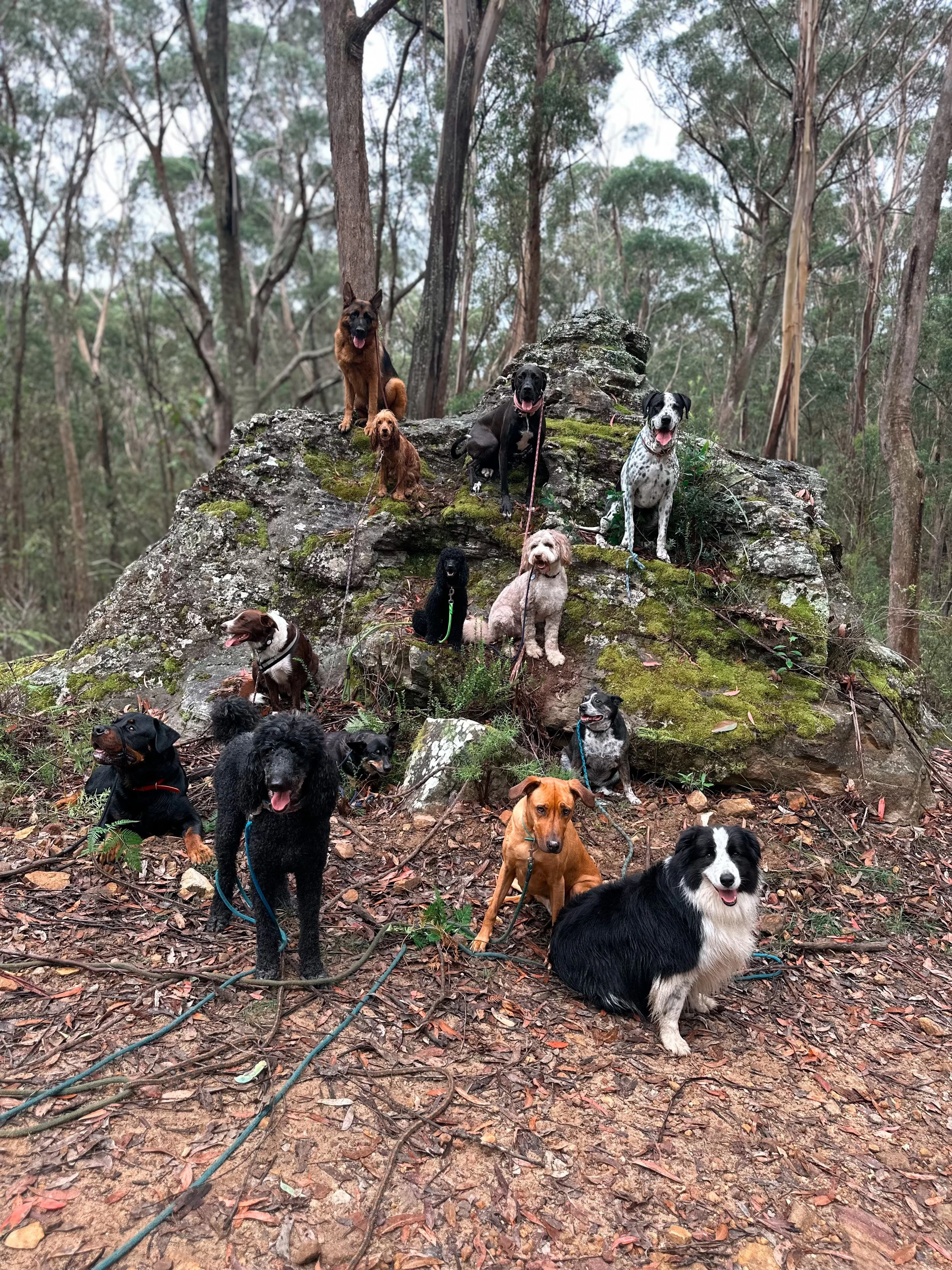 A group of 13 dogs of various breeds and sizes gathered on and around a mossy rock in a wooded area with tall trees.