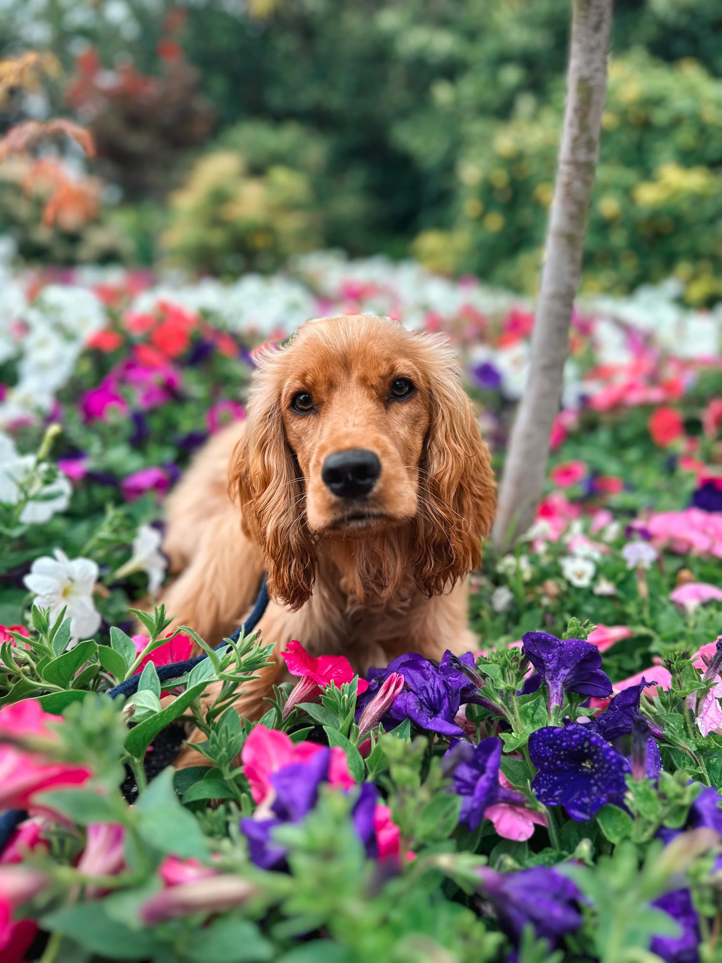 A brown dog with long floppy ears lying among colorful flowers in a garden, with a background of blurred trees and bushes.