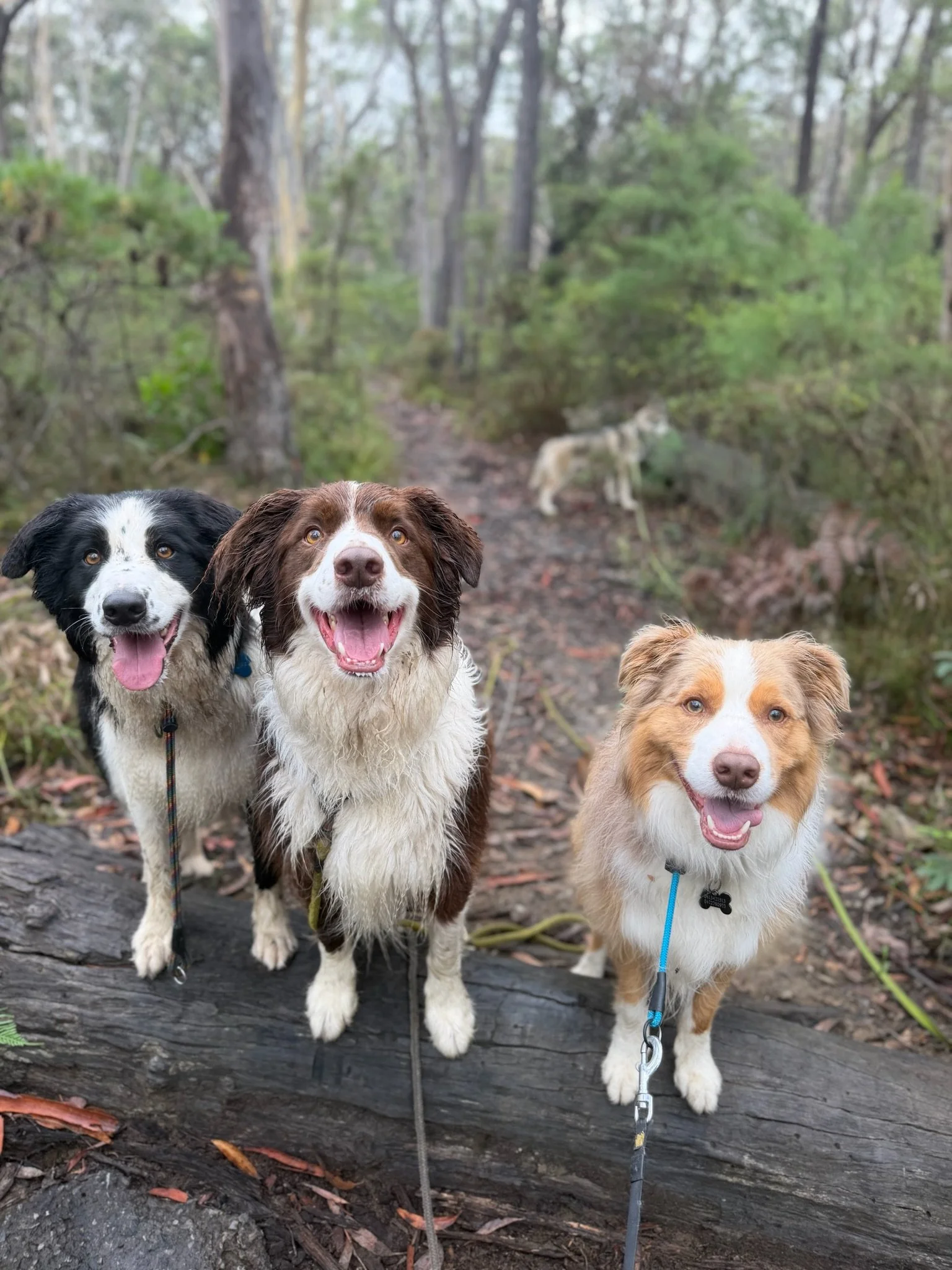 Three dogs on a forest trail, one black and white, one brown and white, and one tan and white, smiling with their tongues out. A fourth dog is in the background on the trail.