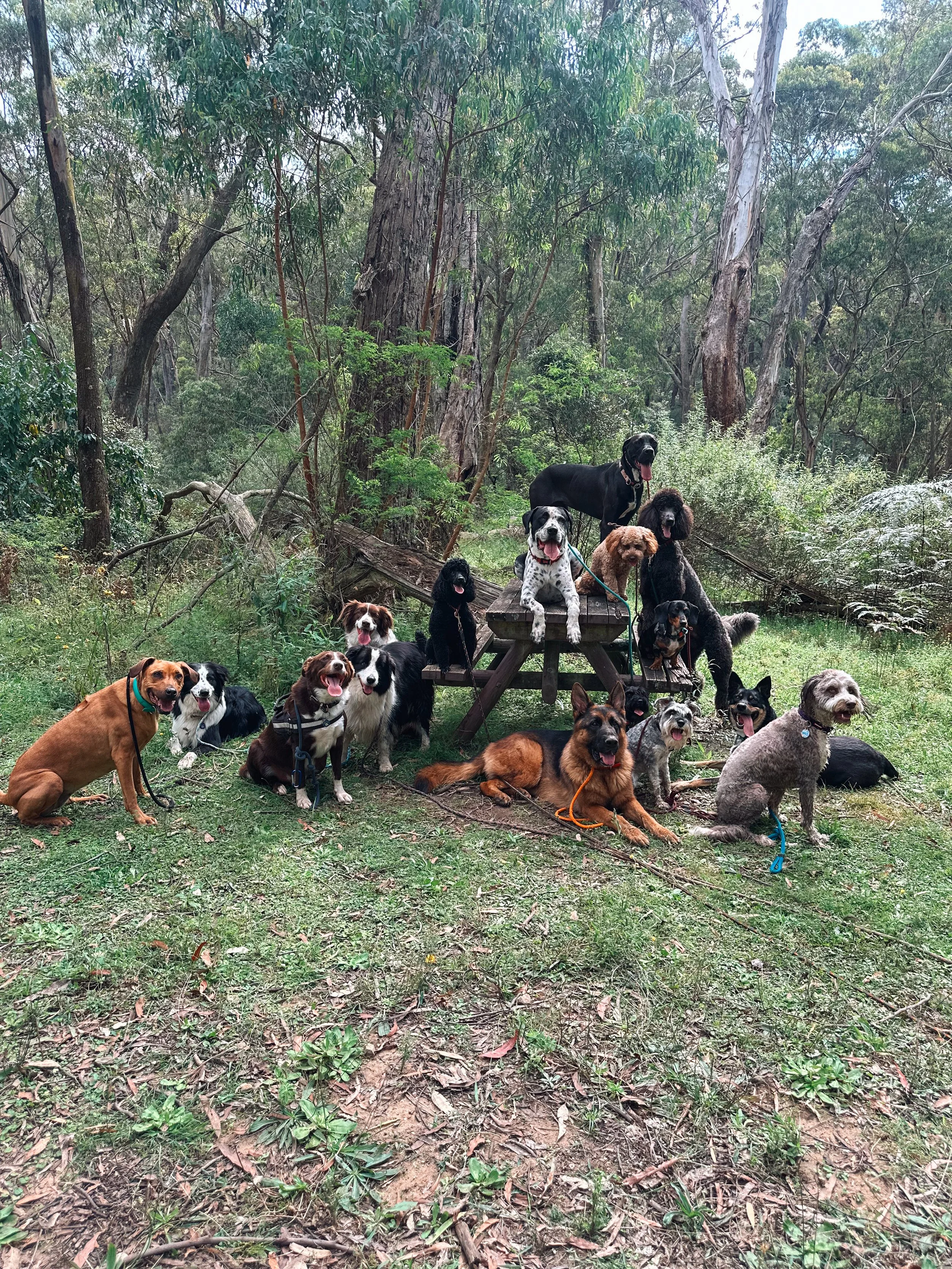 Group of 14 dogs of various breeds and sizes sitting and lying down in a forest area with trees and greenery, some on a picnic table and others on the ground.