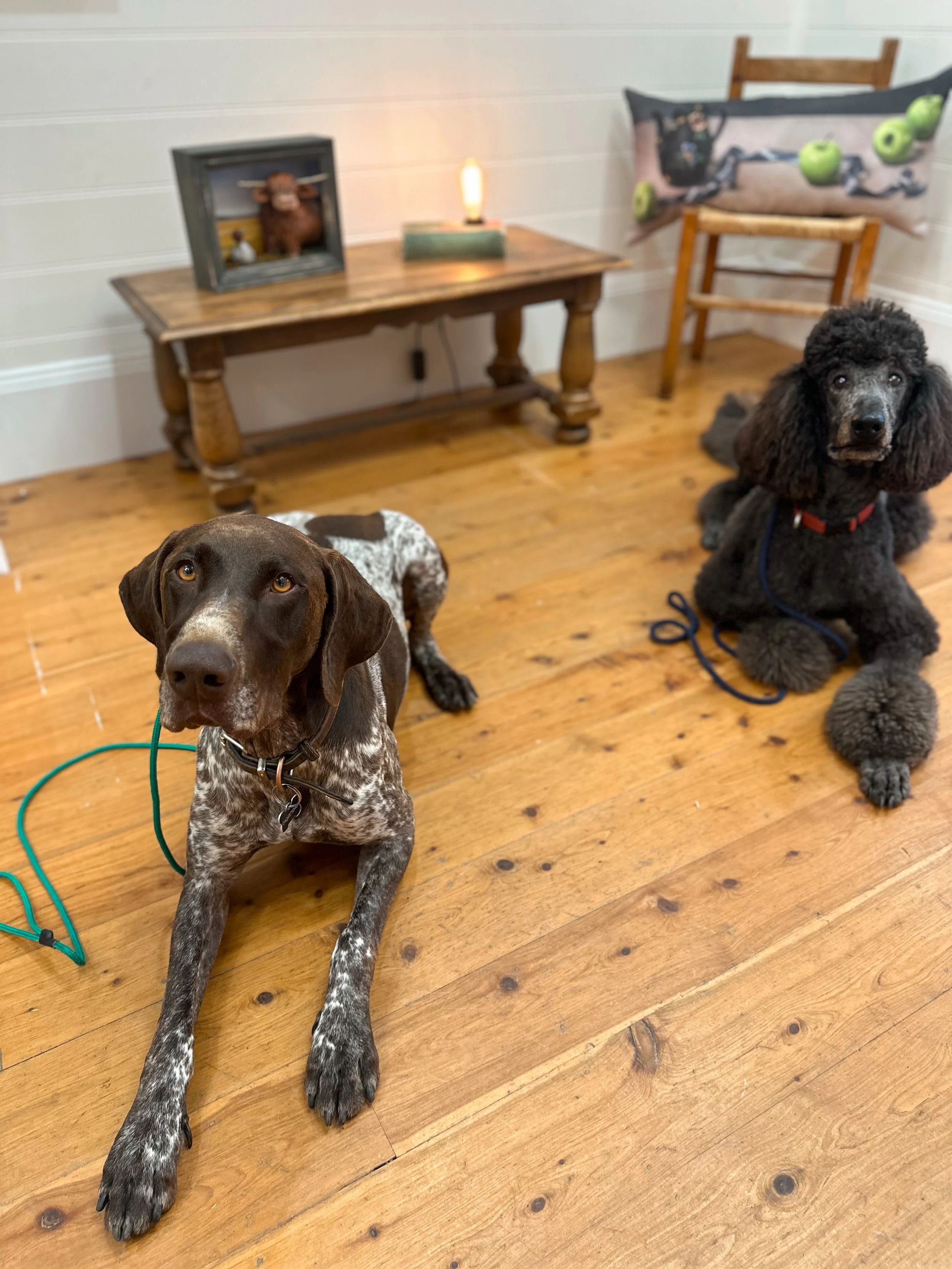 Two dogs sitting on a wooden floor in a cozy indoor space, with a rustic table, a lamp, and a pillow with tennis balls in the background.