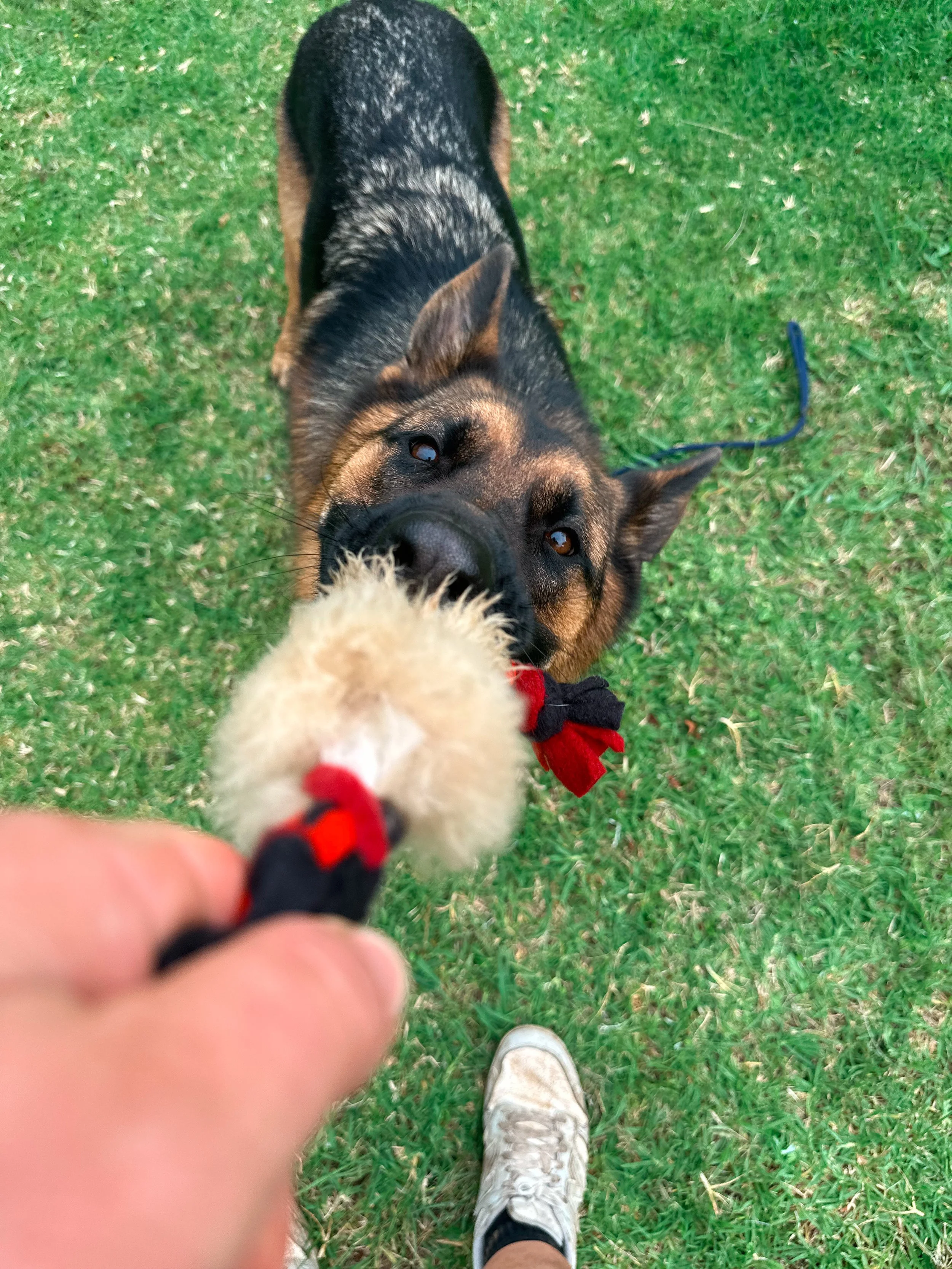 A person playing tug-of-war with a German Shepherd dog holding a fuzzy toy on grass.