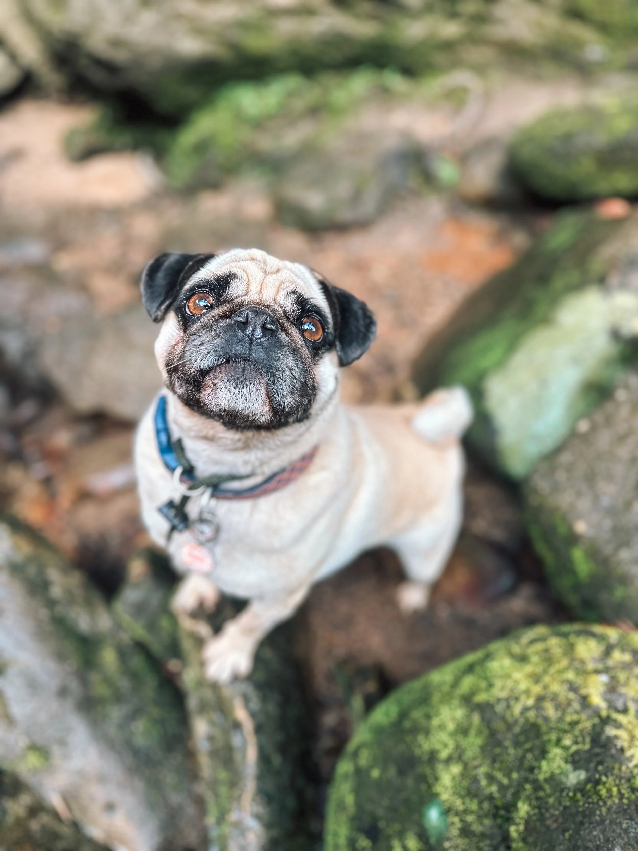 Close-up of a pug dog with a curious expression, standing amidst mossy rocks outdoors.