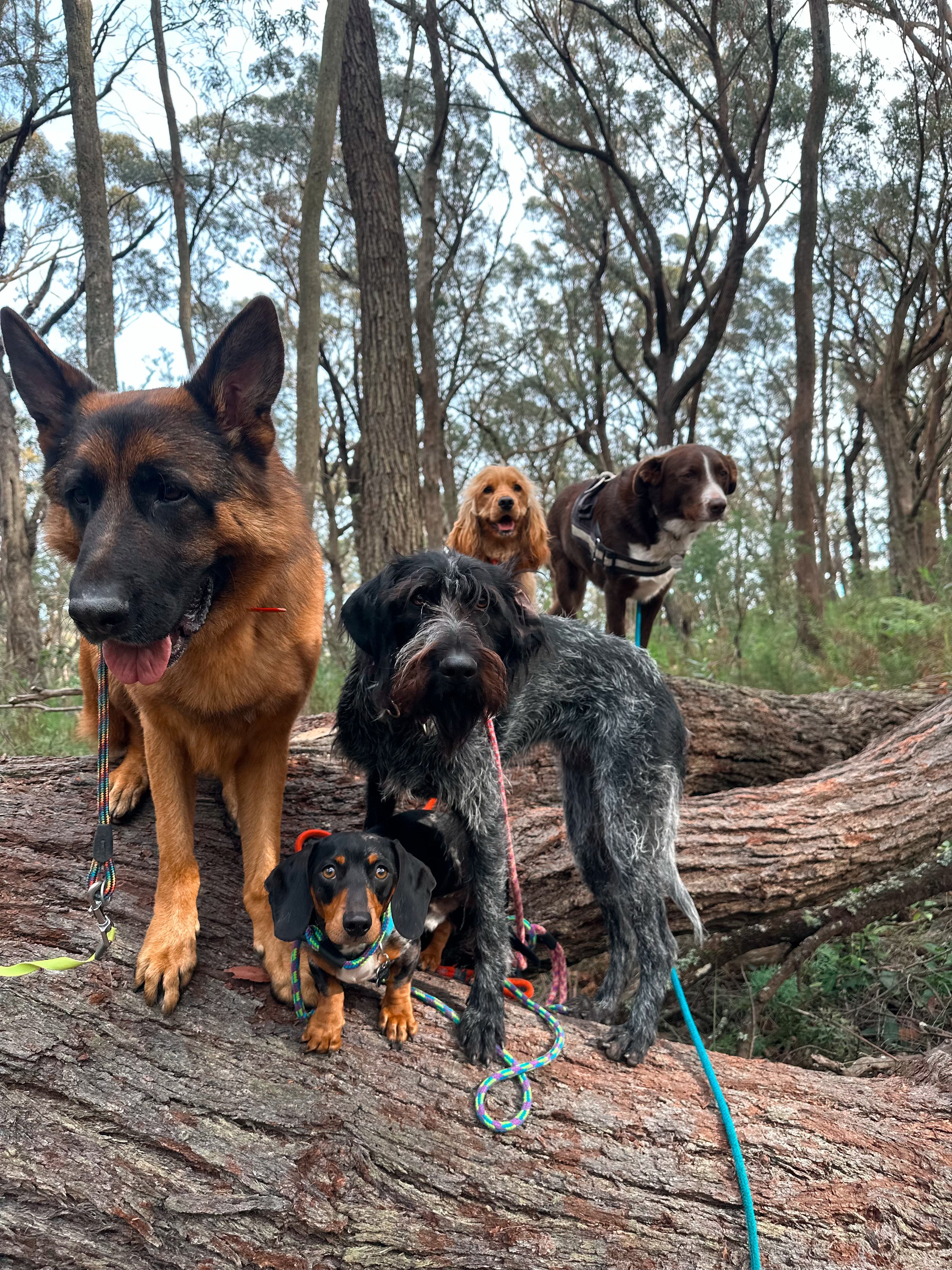 Five dogs of various breeds on a fallen tree trunk in a wooded area during daytime.