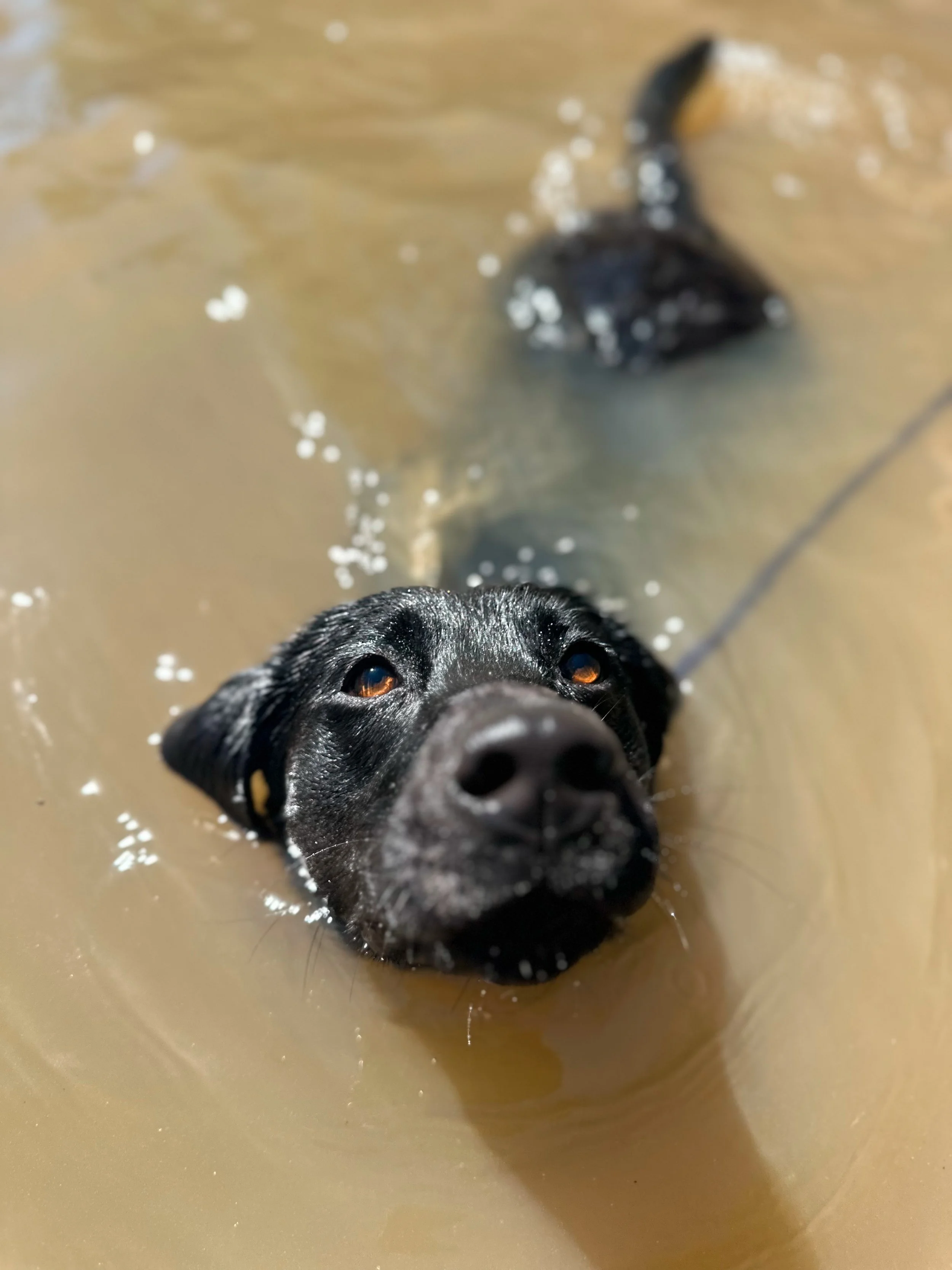 A black dog swimming in muddy water, with its face close to the camera and eyes looking up.