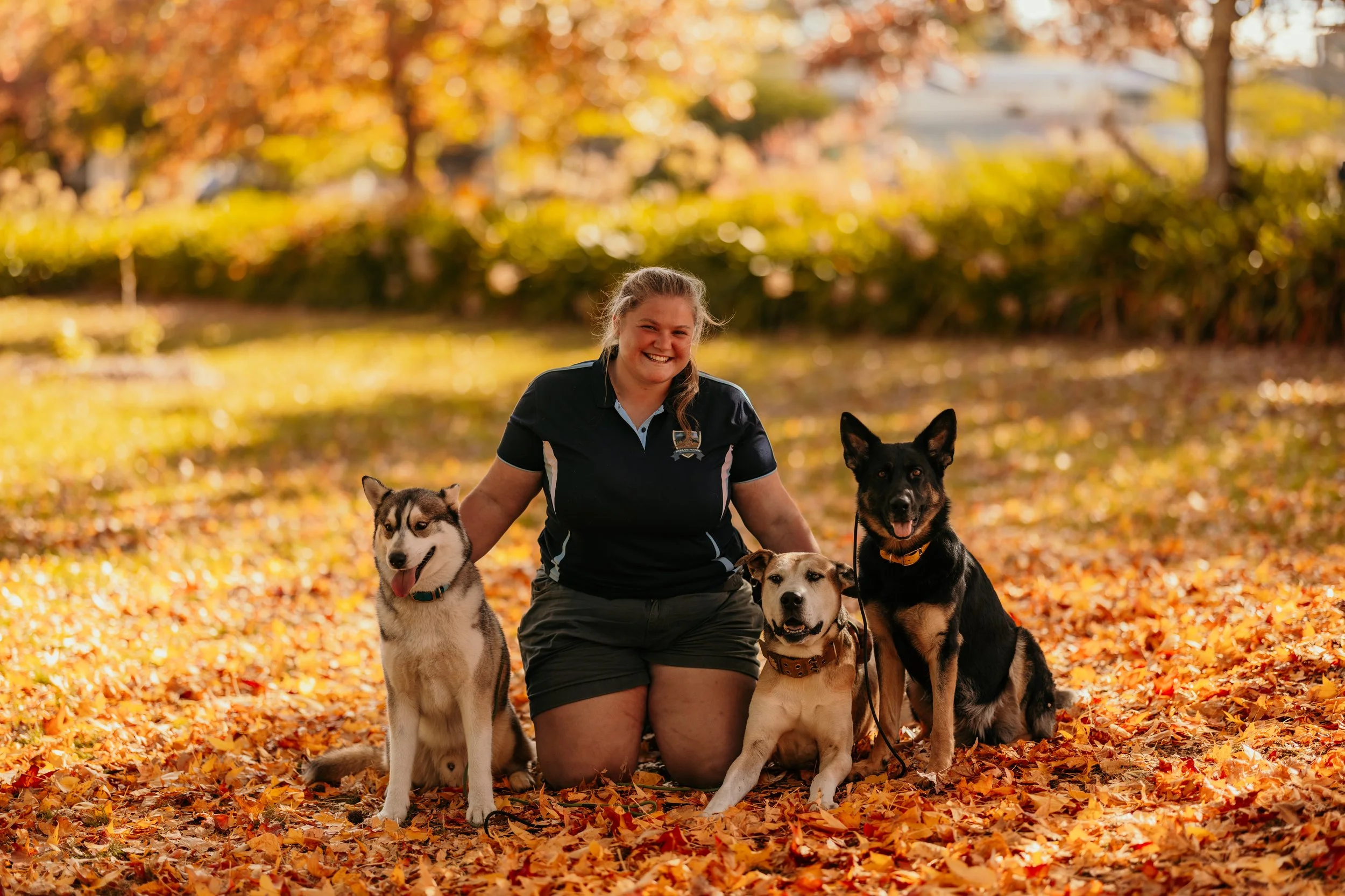 A woman kneeling on autumn leaves with five dogs in a park with colorful fall foliage. Southern Highlands, NSW.