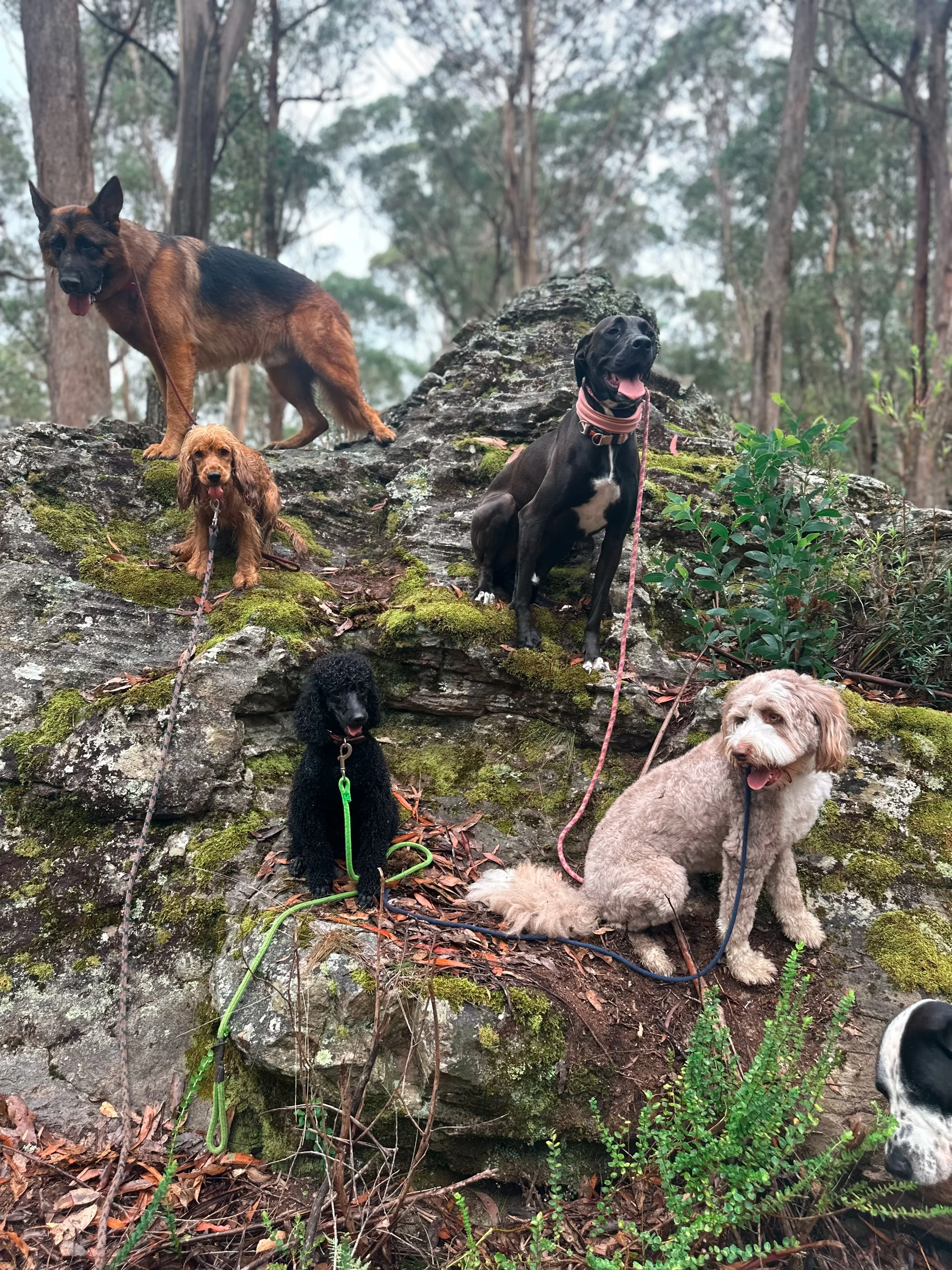 Six dogs of various breeds and sizes sitting and standing on and around a large moss-covered rock in a wooded area.