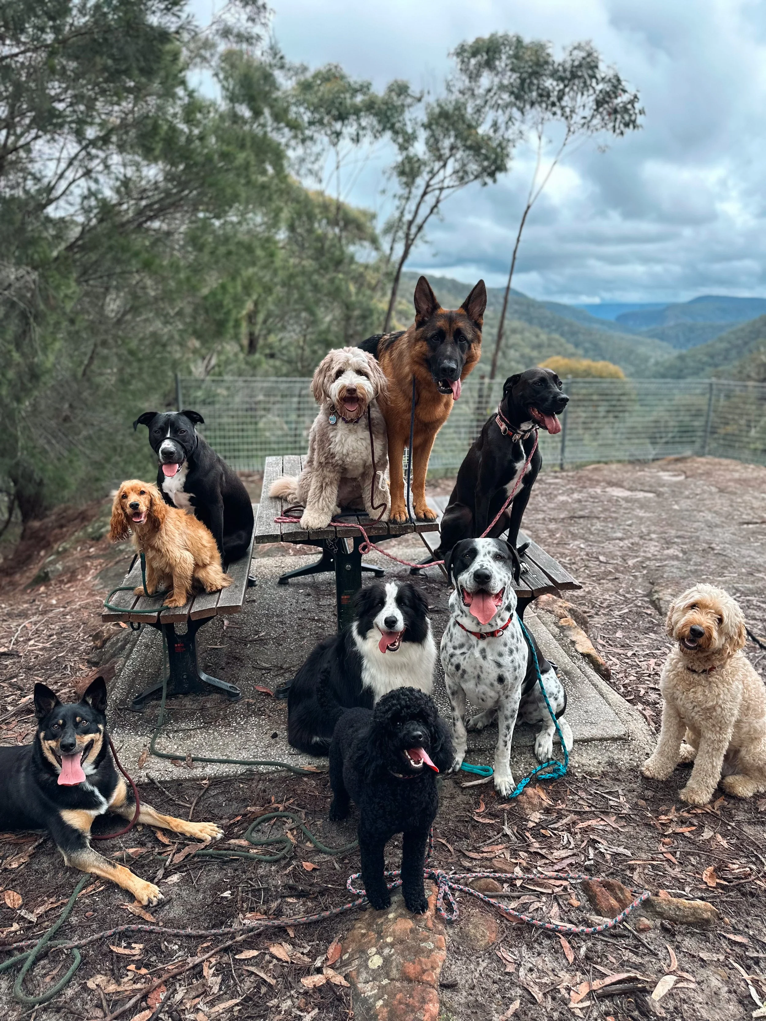 Group of eleven dogs of various breeds and sizes sitting and standing on a wooden bench and ground outdoors with a mountainous landscape and cloudy sky in the background.