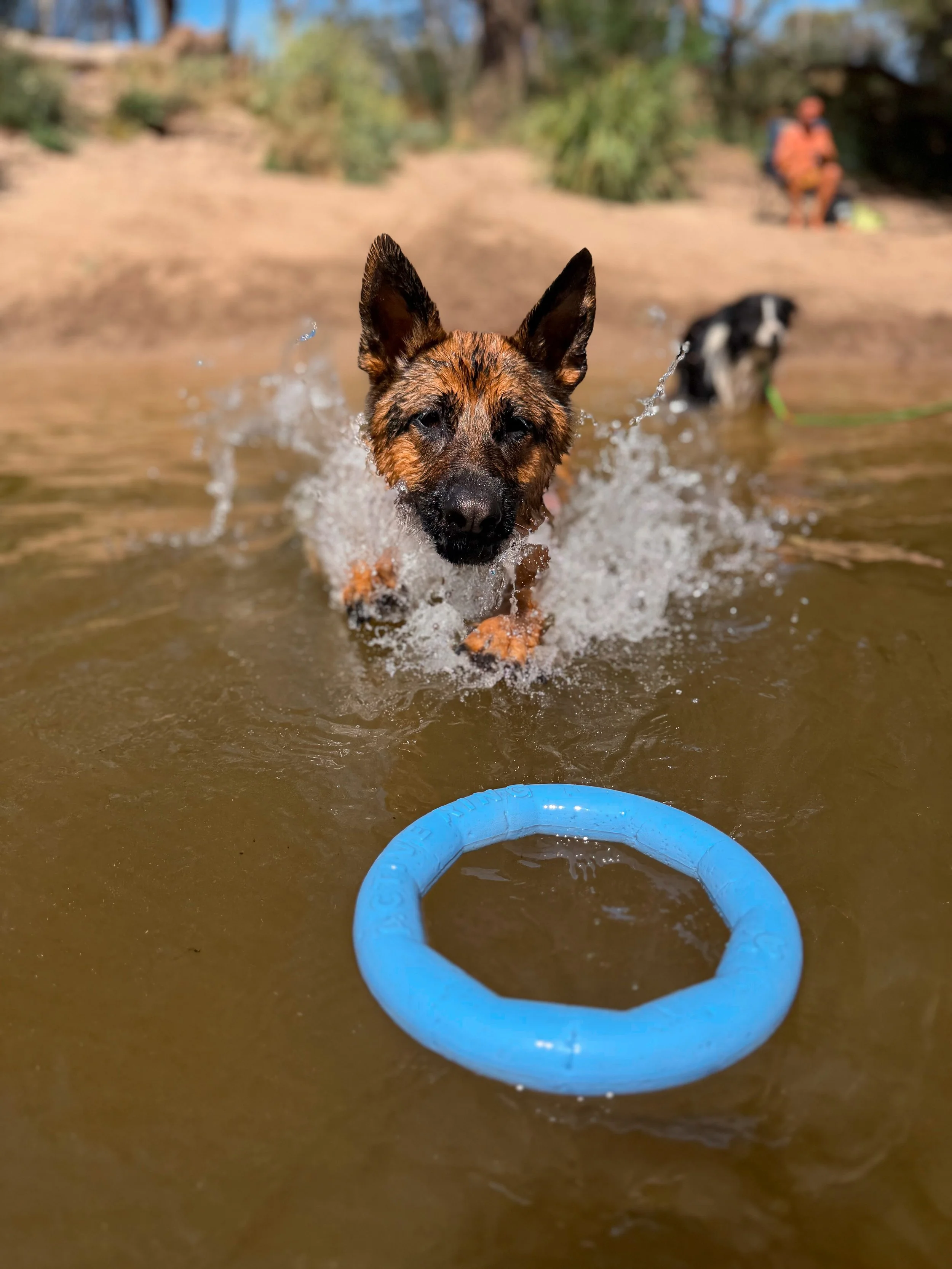 A dog swimming in a lake towards a blue rubber ring with a person and another dog in the background.